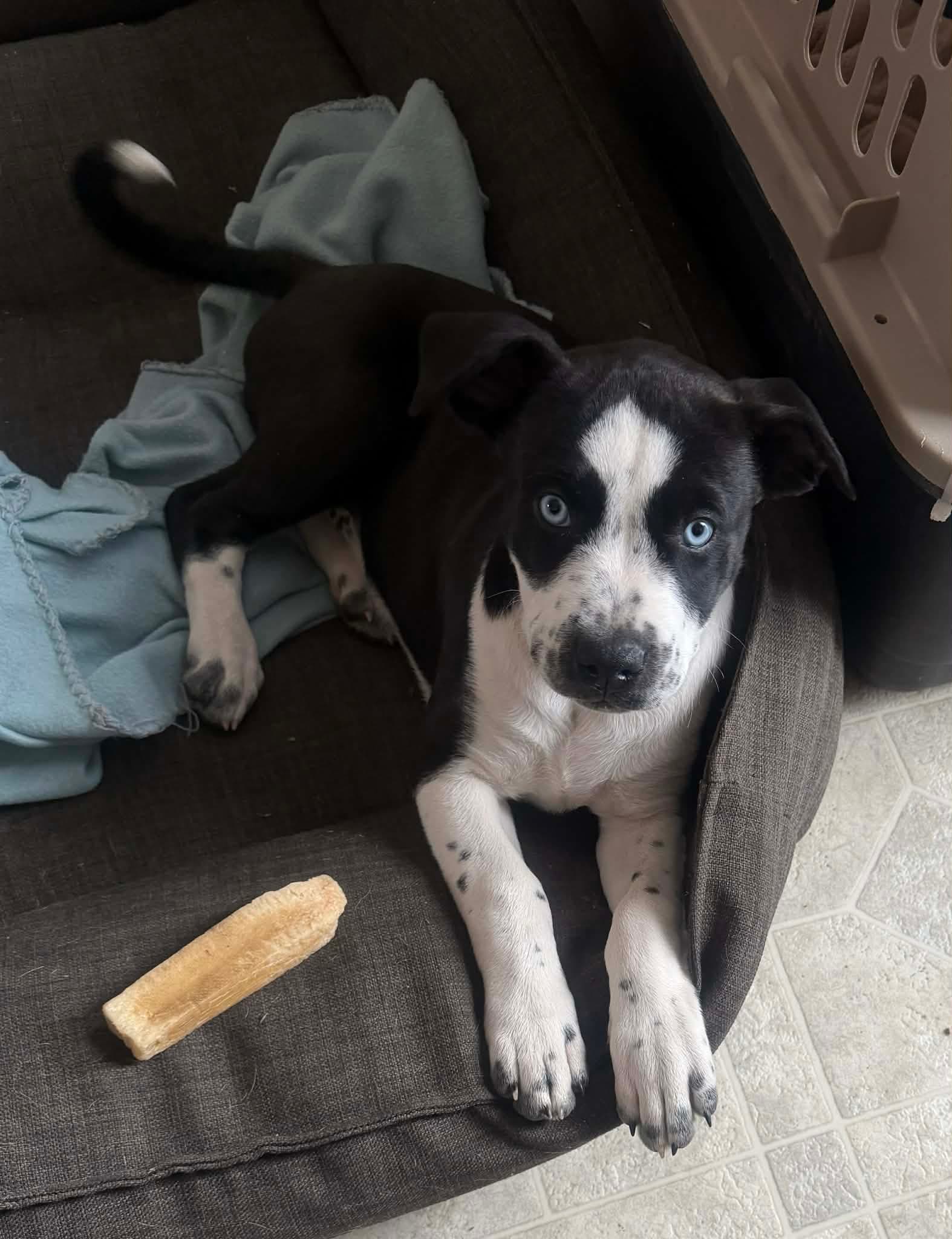 Bella 5.0 - Pit bull mix available for adoption in Saskatchewan