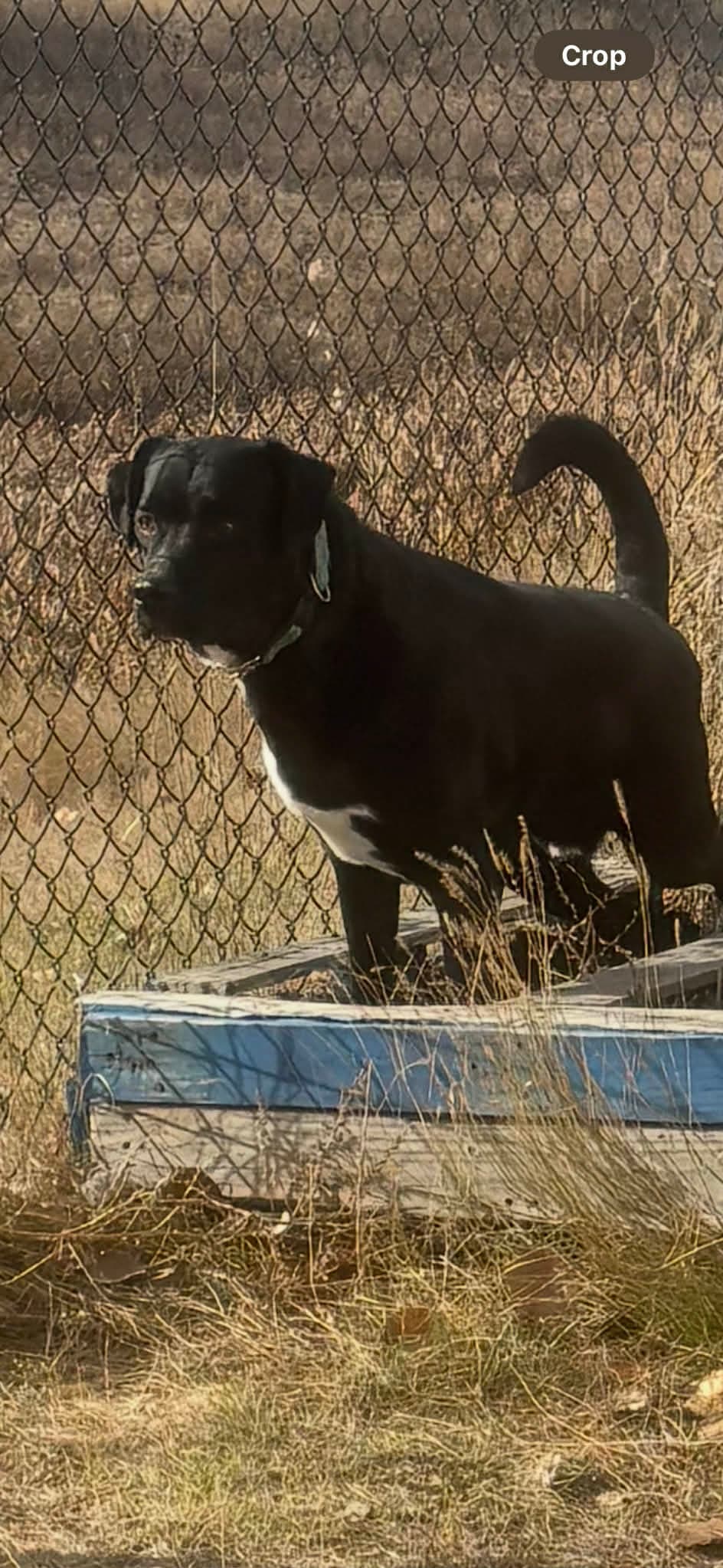 Koda - Lab/Dane/heeler mix available for adoption in Saskatchewan