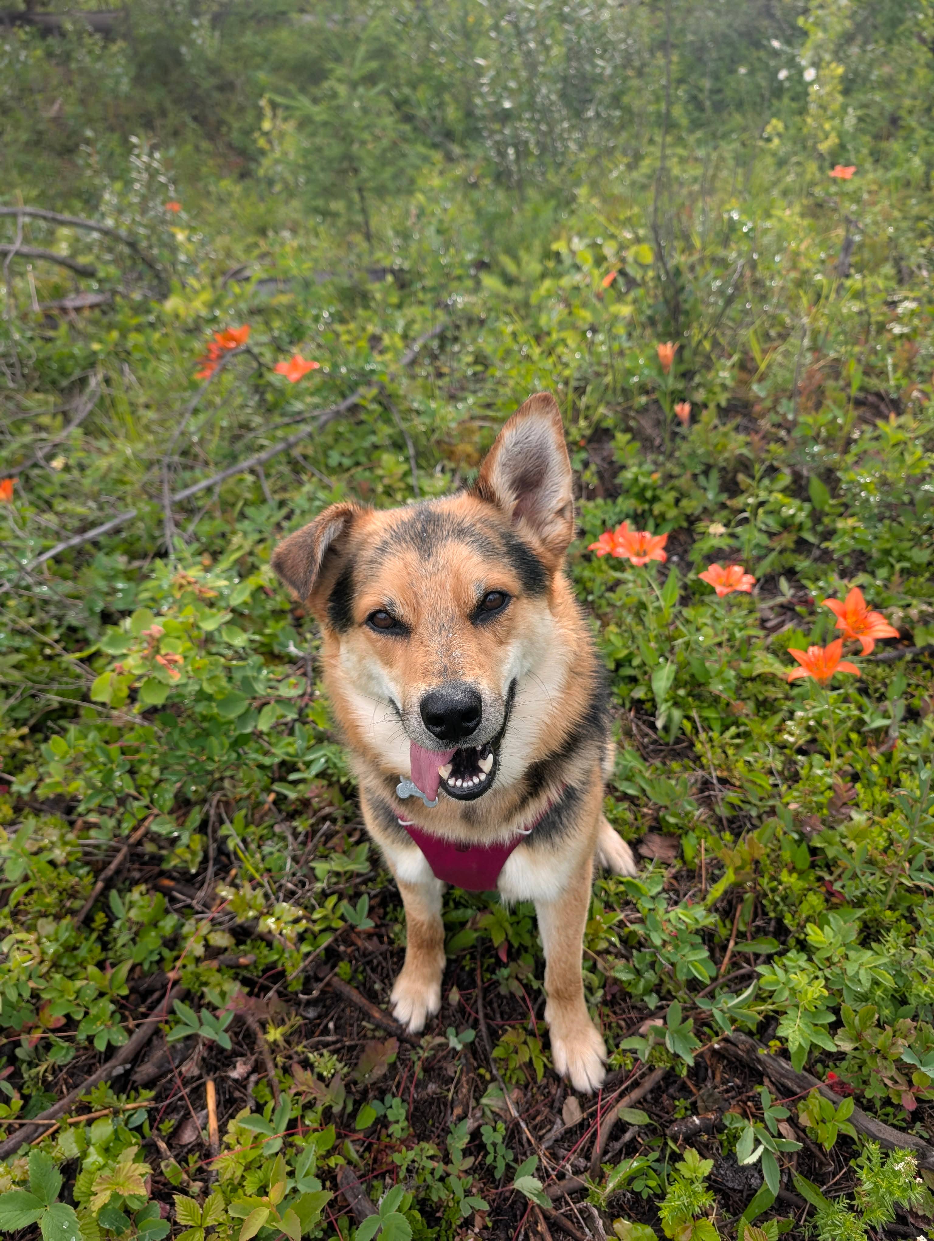 Brandt - Shepherd mix available for adoption in Saskatchewan