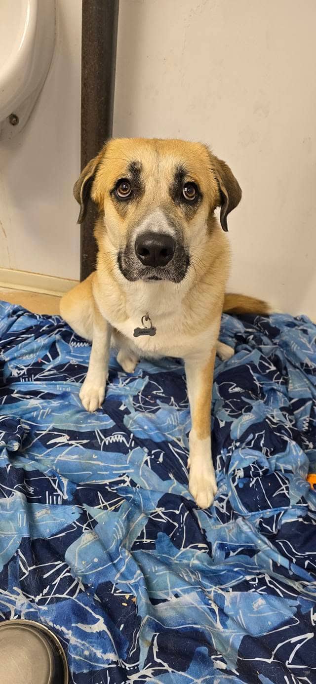 Snooki - Shepherd mix available for adoption