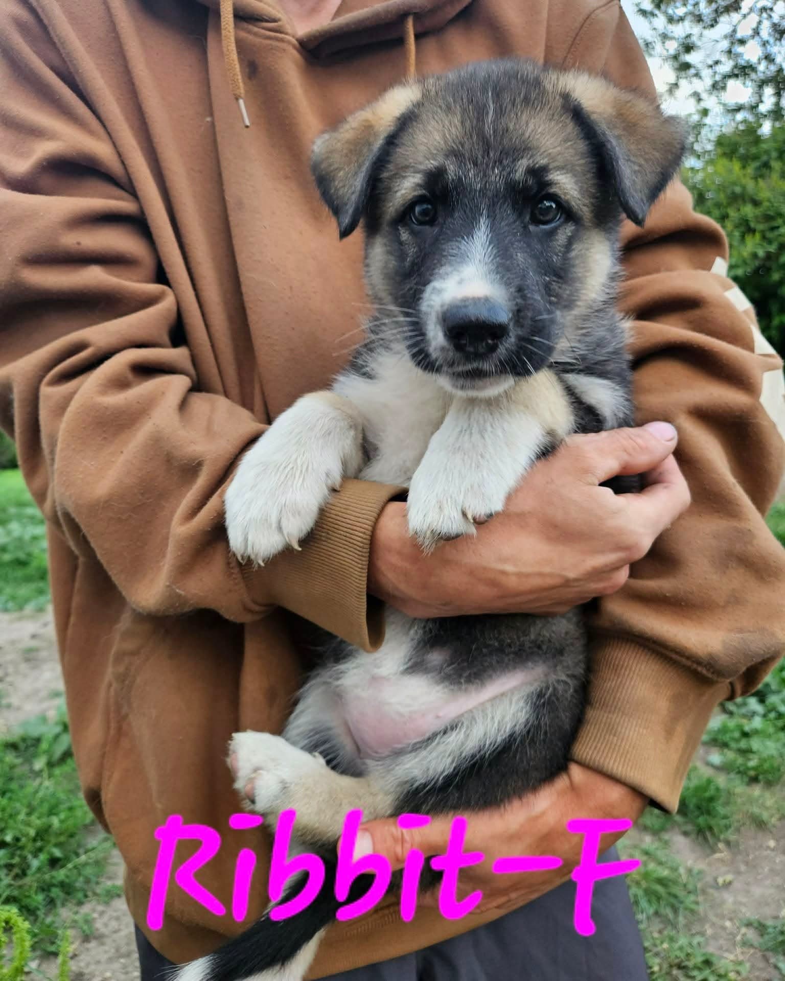 Ribbit - Shepherd/Husky Mix available for adoption at Running Wild Rescue in Regina
