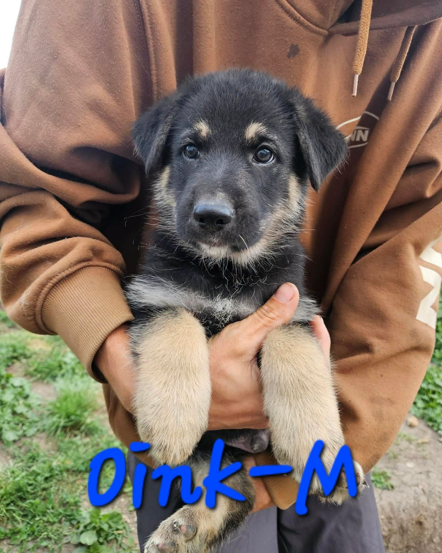 Oink - Shepherd/Husky mix available for adoption at Running Wild Rescue in Regina