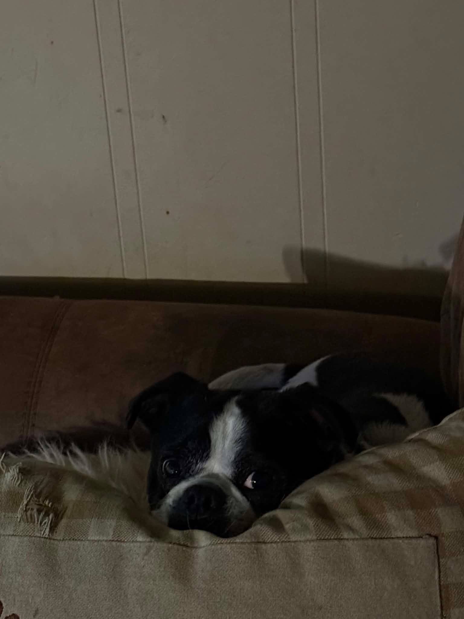 Bugz - Boston/Pug mix available for adoption in Saskatchewan