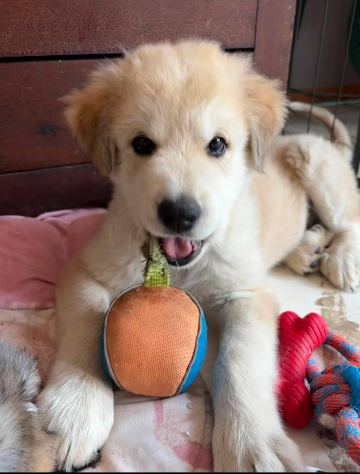 Nasher - Pyrenees mix available for adoption in Saskatchewan