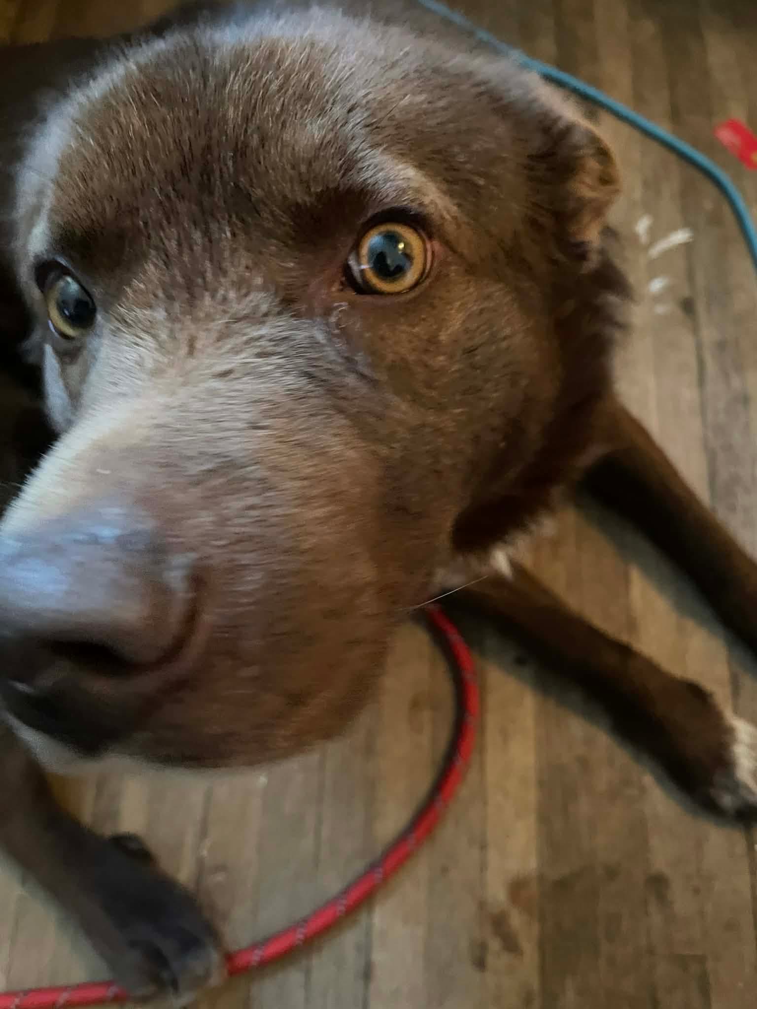 Ben - Husky/Collie mix available for adoption in Saskatchewan