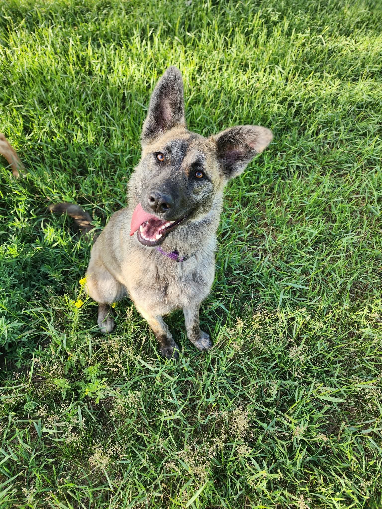 Birdie - Shepherd mix available for adoption