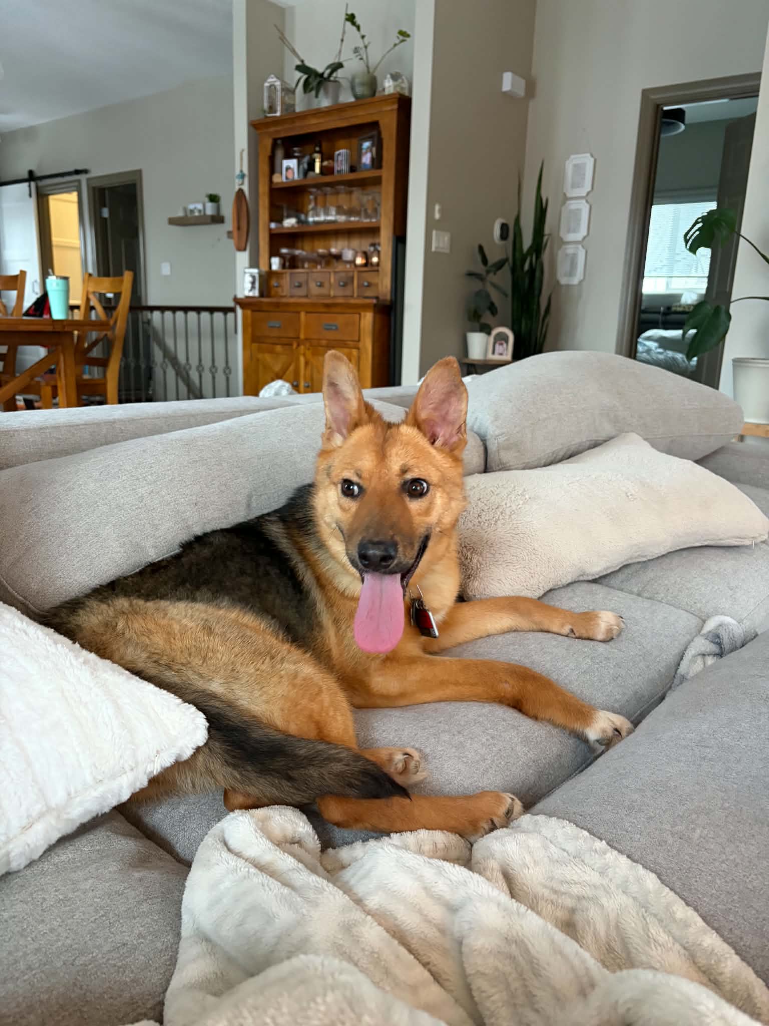 Frankie - Shepherd mix available for adoption in Saskatchewan