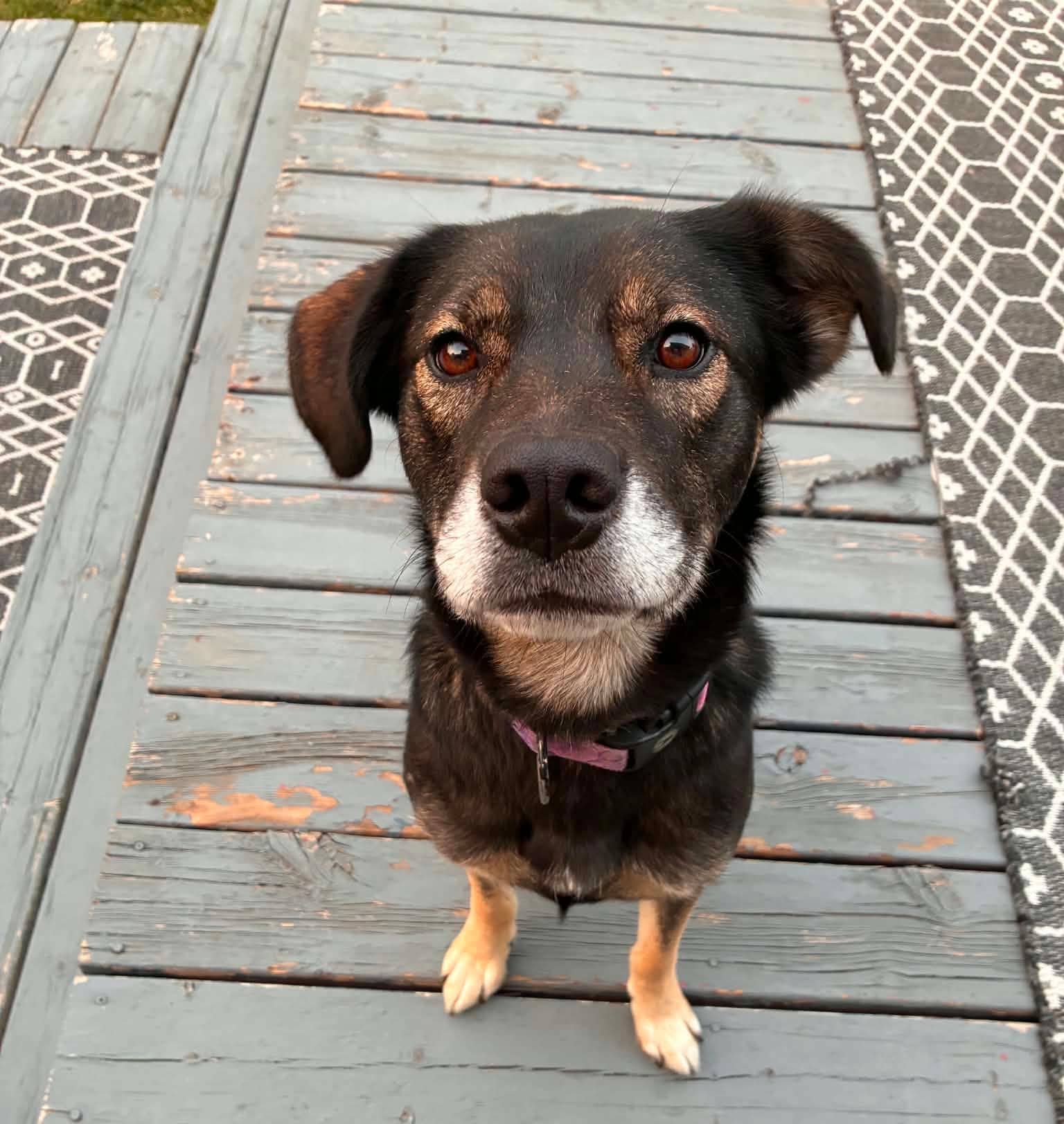 Daisy - Shepherd mix available for adoption