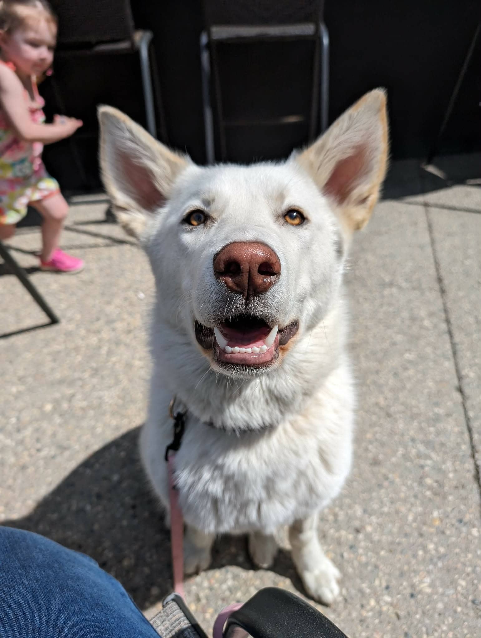 Polar - Husky mix available for adoption in Calgary