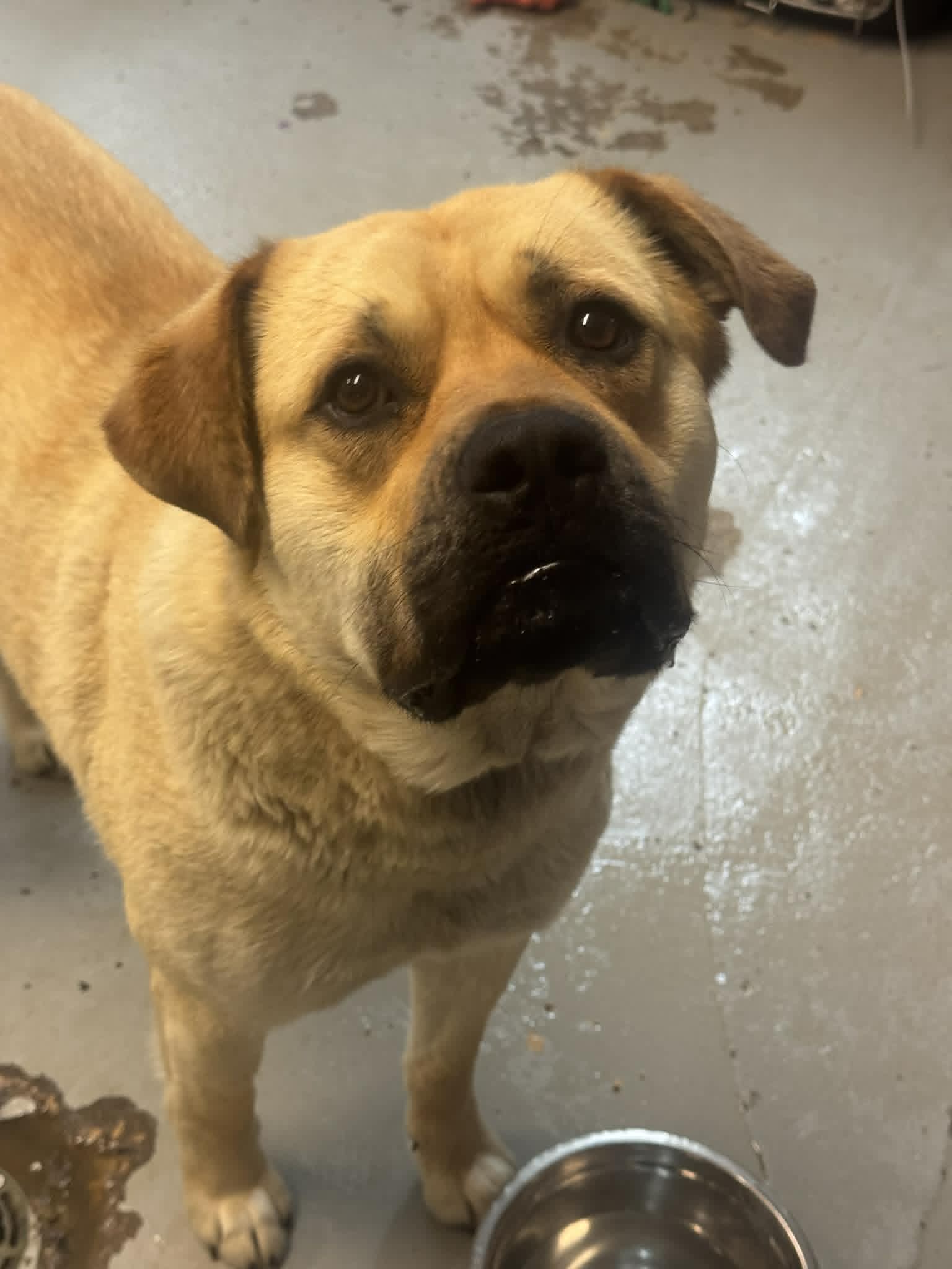 Moose - Lab/Mastiff mix available for adoption
