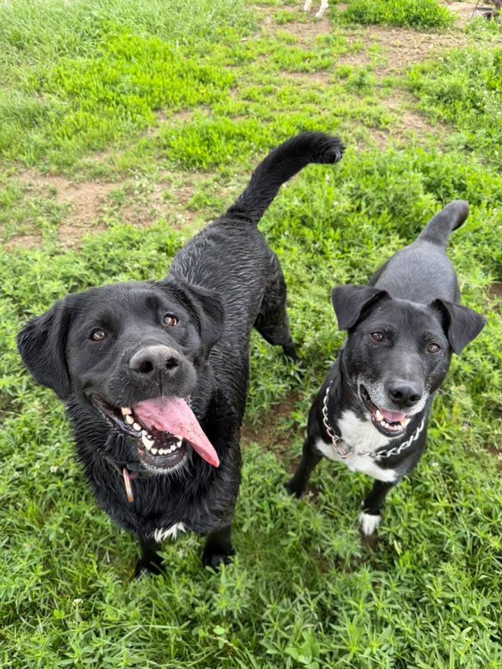 Milo - Lab mix available for adoption