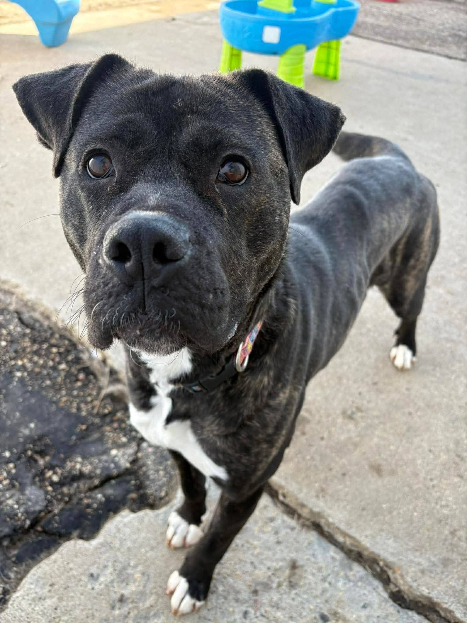 Coco - Pit bull mix available for adoption in Saskatchewan