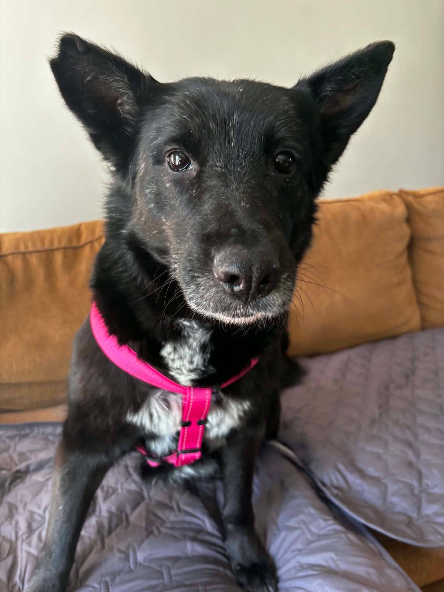 Lola - German Shepherd available for adoption in Saskatchewan