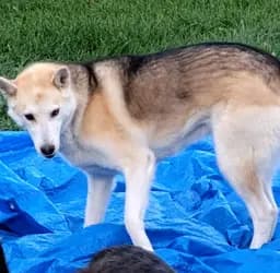 Bella 527 - Husky mix available for adoption