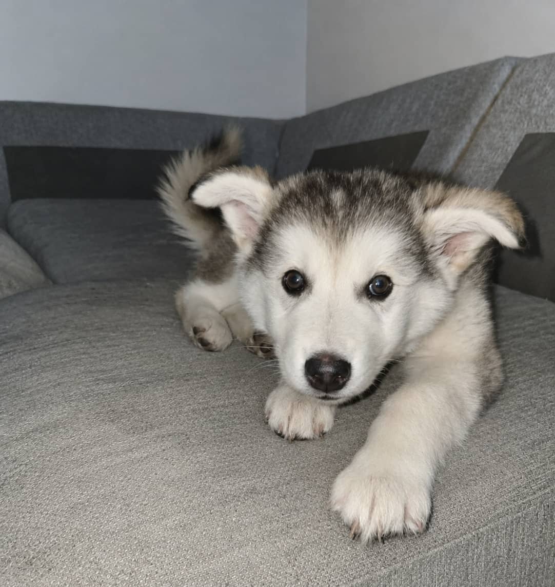 Luna - Husky mix available for adoption in Saskatchewan