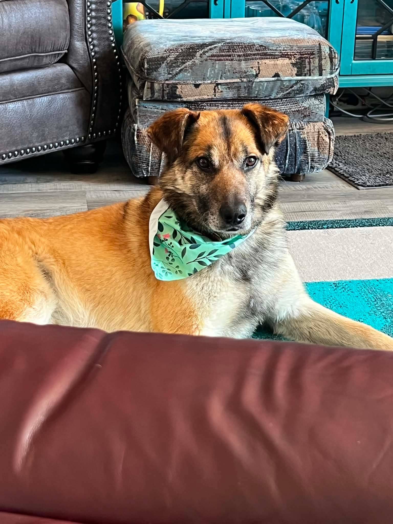 Lester - Shepherd mix available for adoption