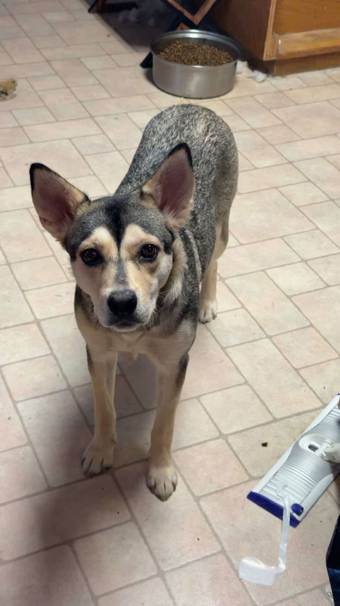 Chika - Shepherd mix available for adoption in Saskatchewan