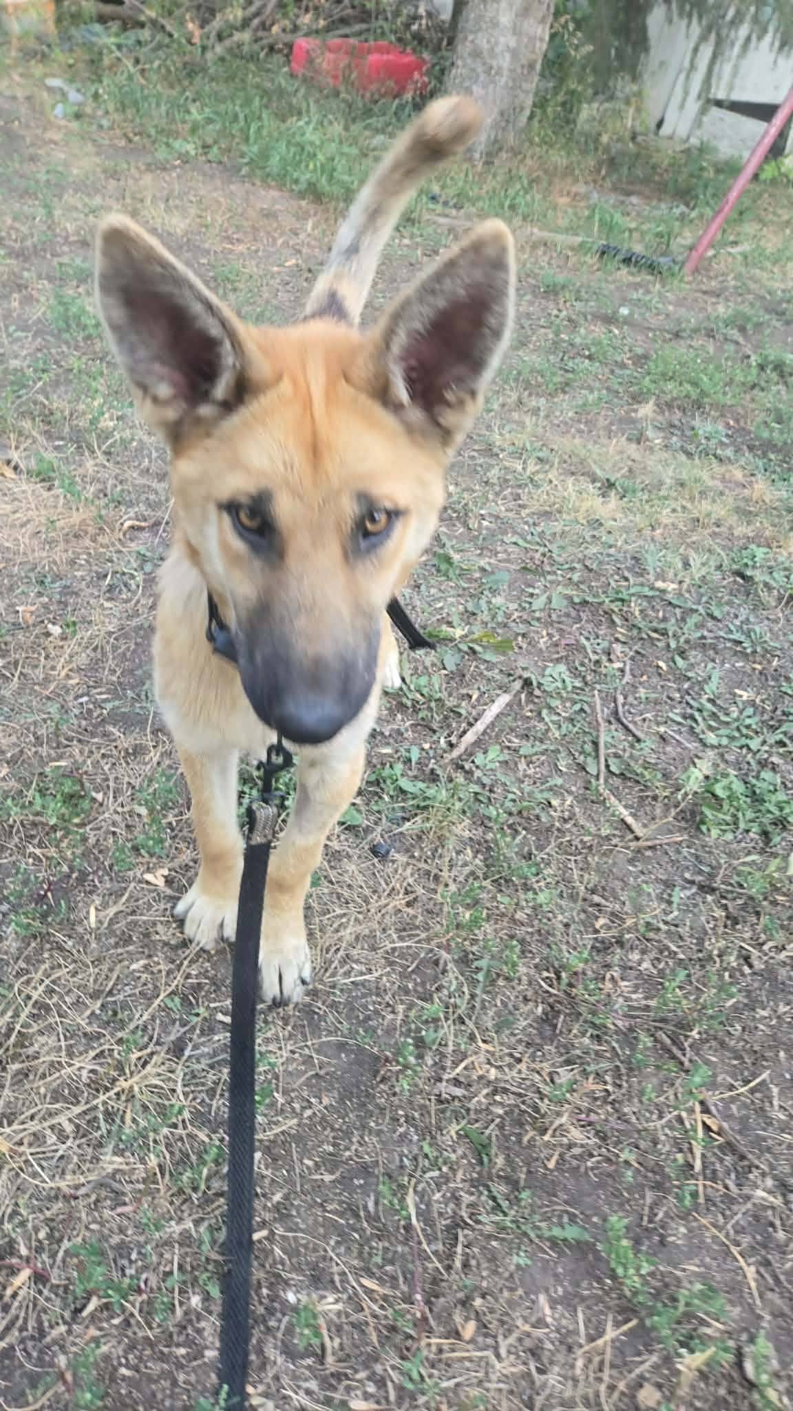 Tator - Shepherd mix available for adoption in Saskatchewan