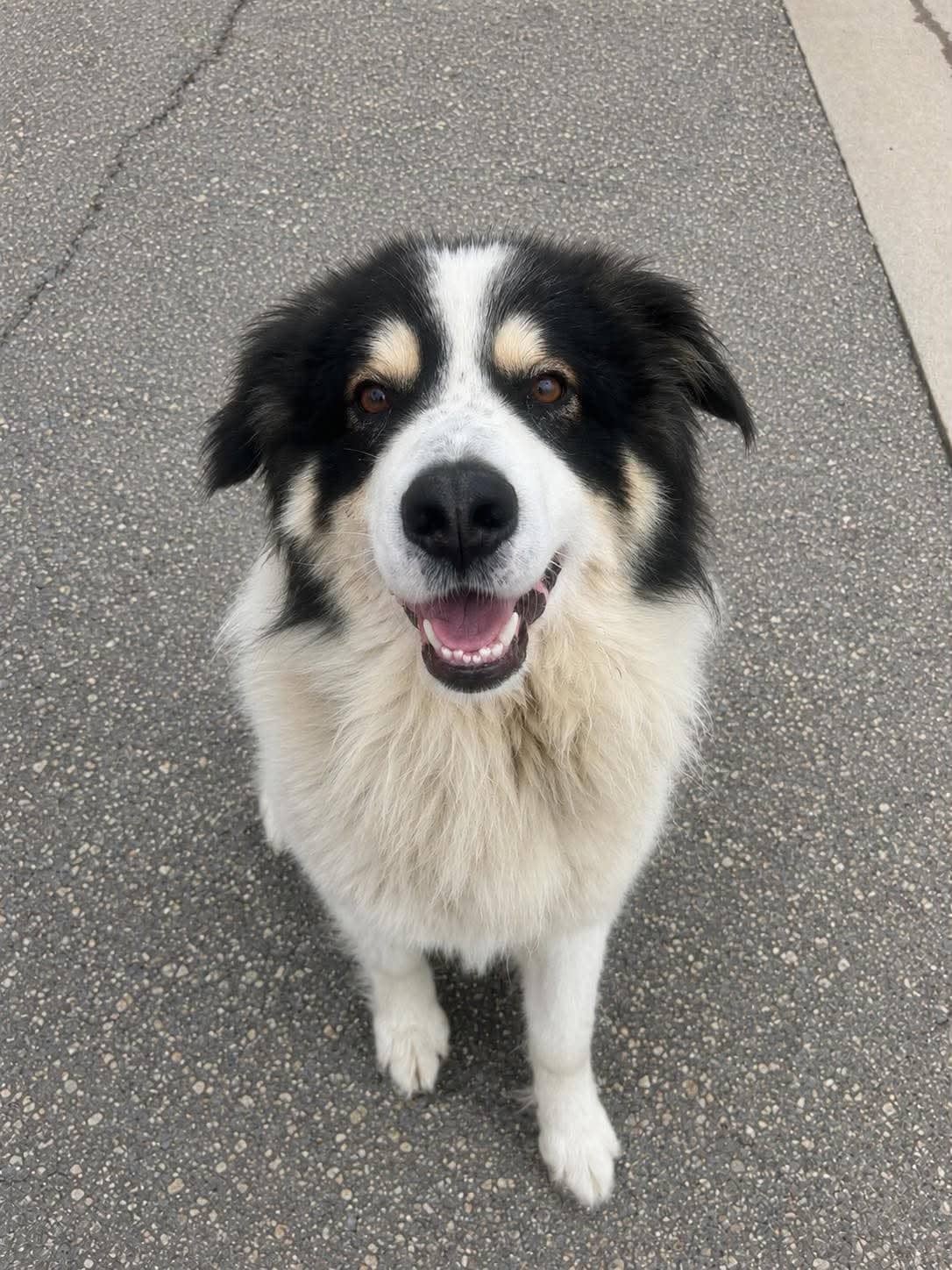 Einstein - Shepherd/Great Pyrenees mix available for adoption in Saskatchewan