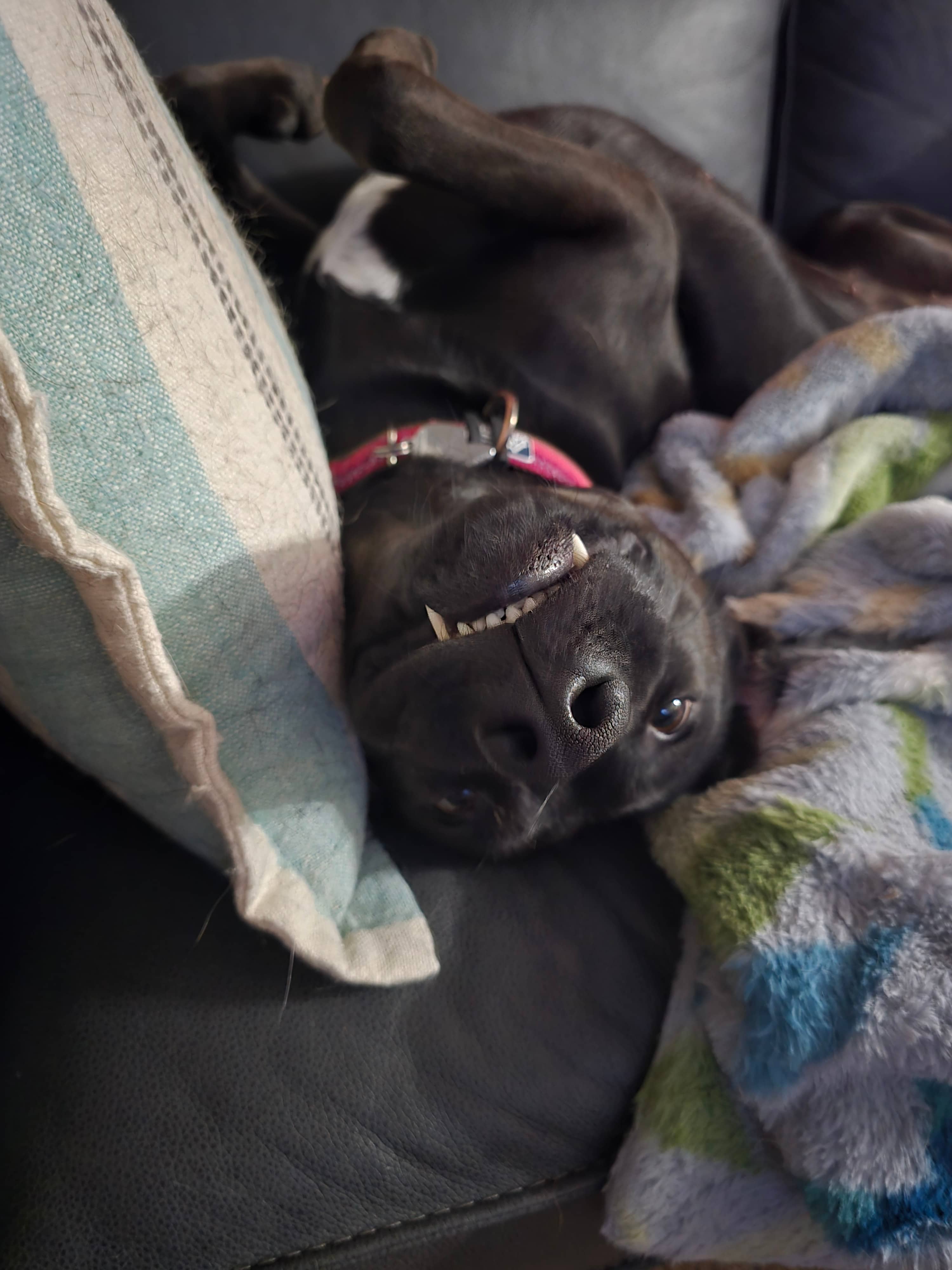 Lucky 584 - Pit bull/Lab mix available for adoption in Saskatchewan