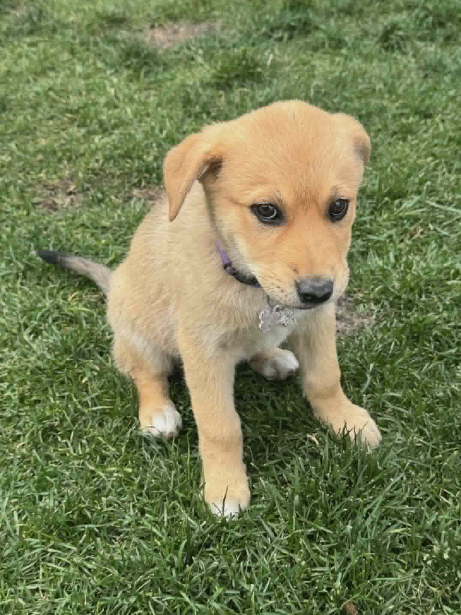 Shiva - Shepherd/Husky mix available for adoption