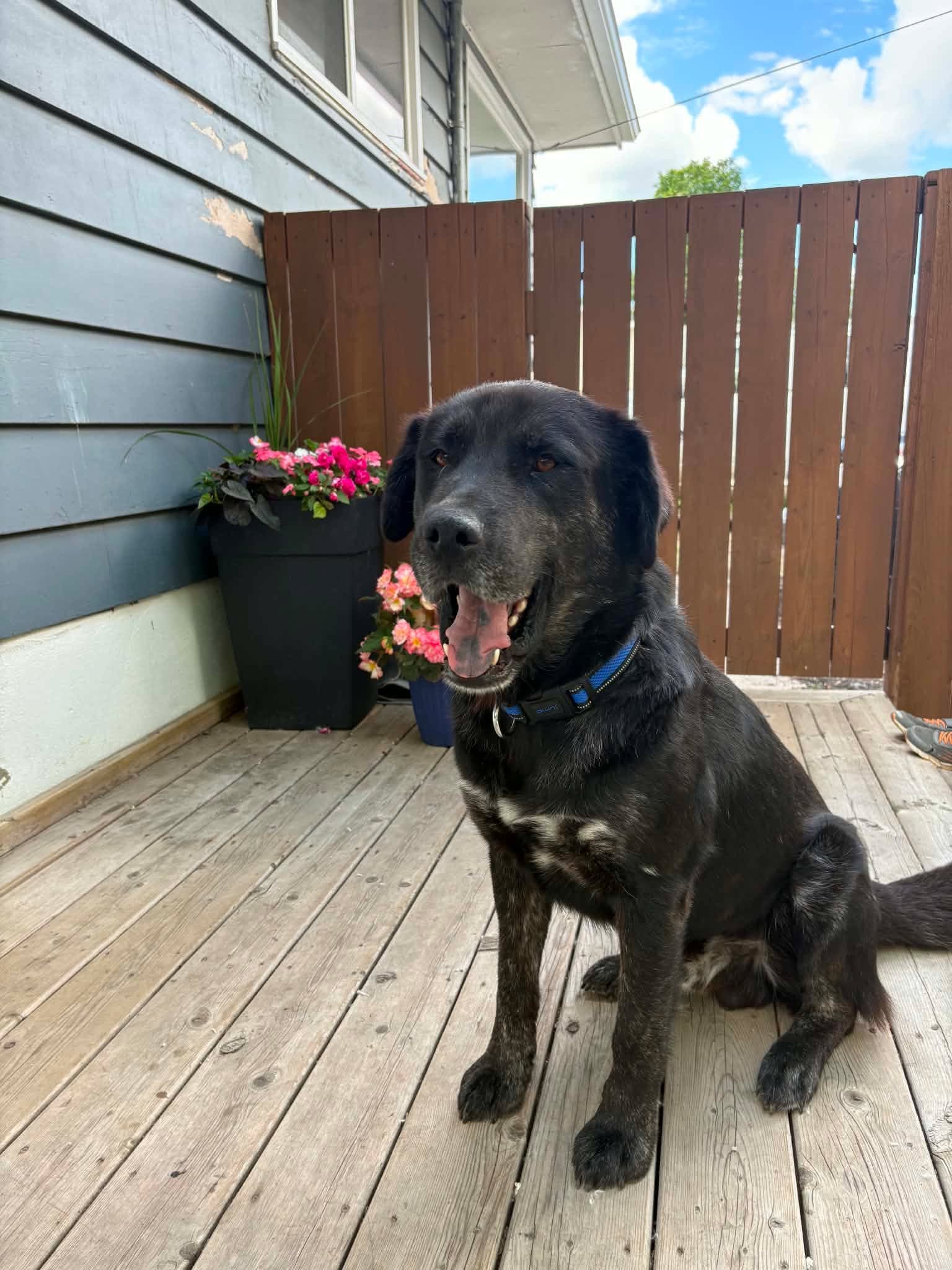 Albert - Lab mix available for adoption