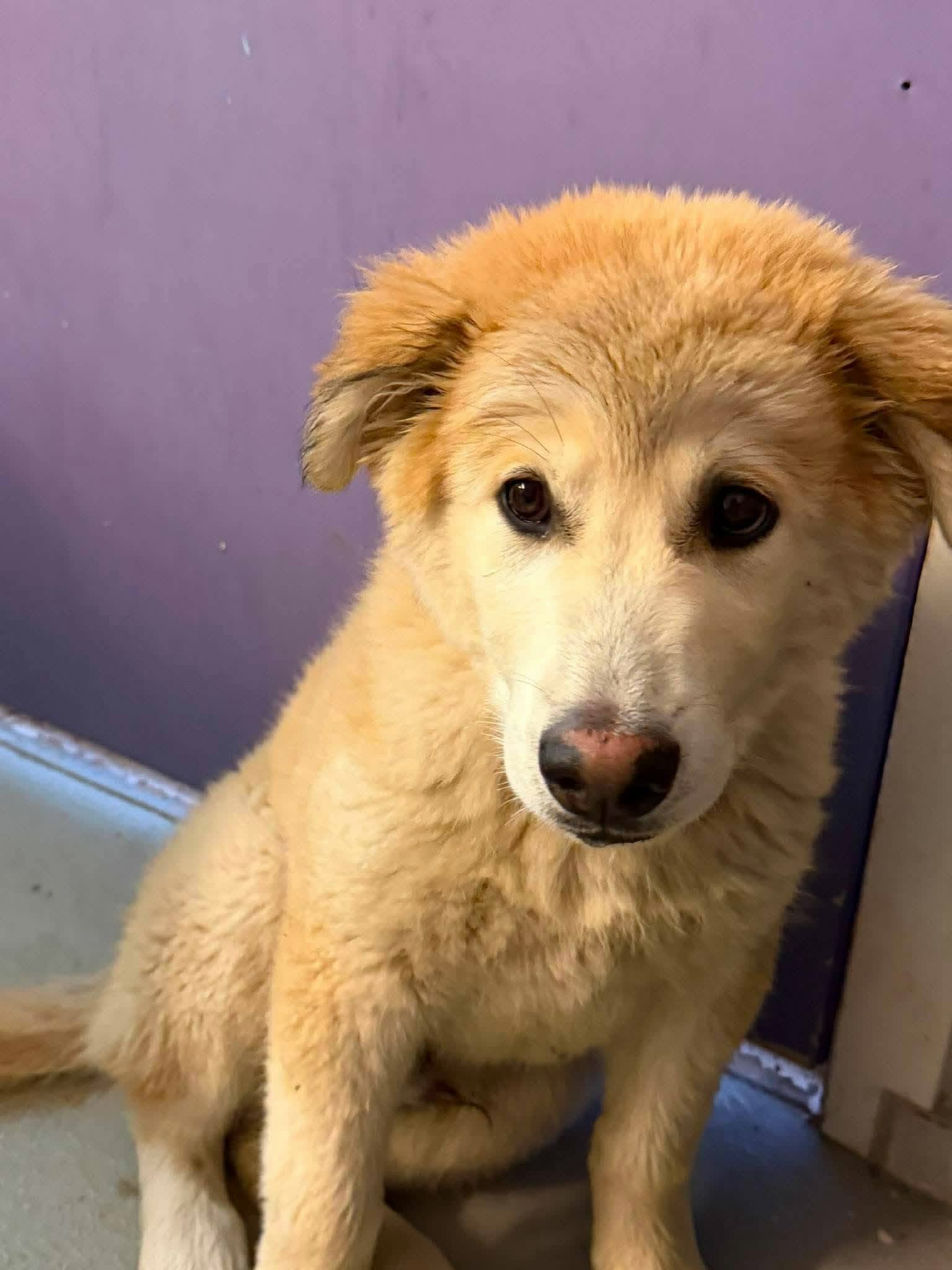 Simon - Husky mix available for adoption