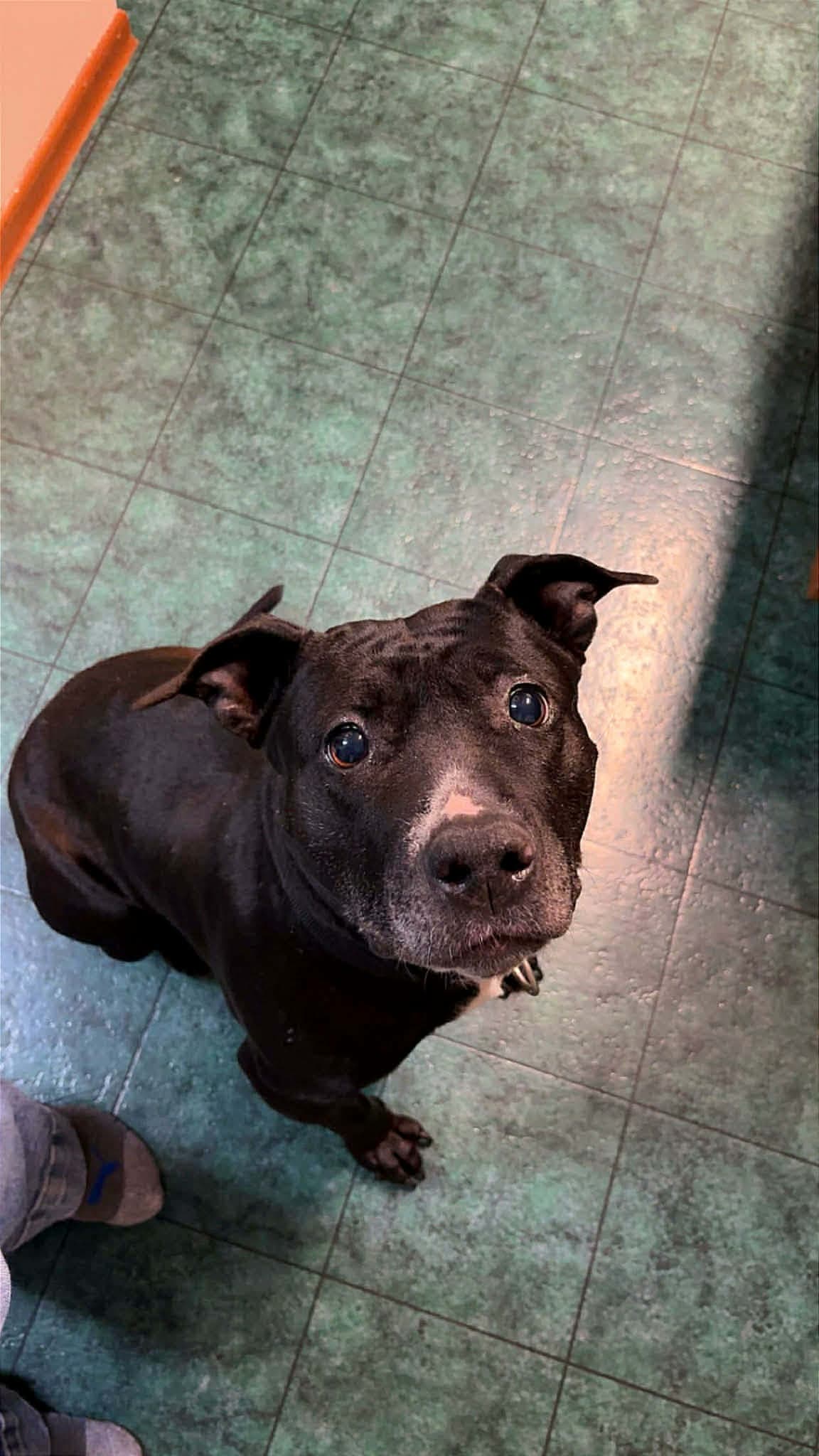 Xena - Pit bull mix available for adoption in Saskatchewan