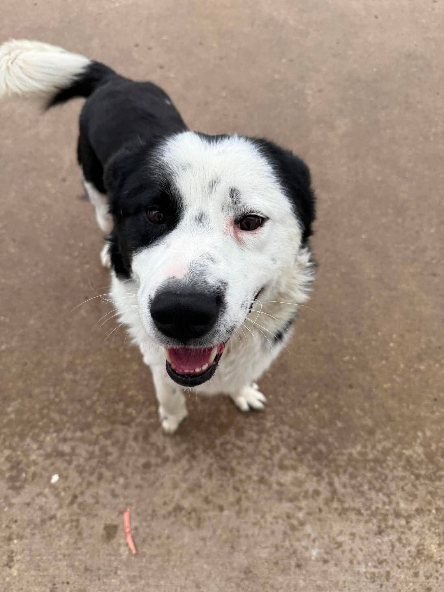 Jax - Collie mix available for adoption in Saskatchewan