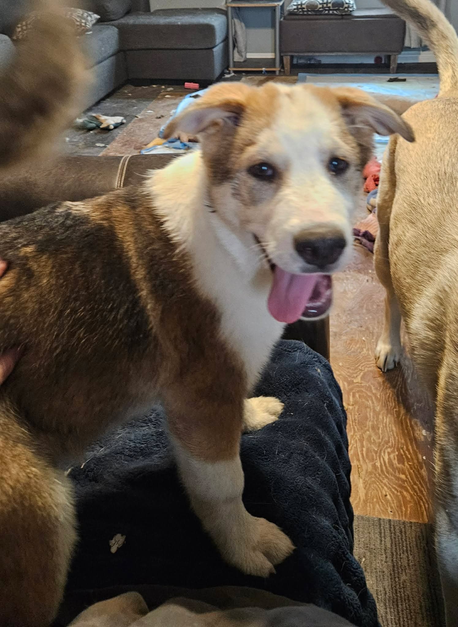 Debbie - Shepherd mix available for adoption in Saskatchewan