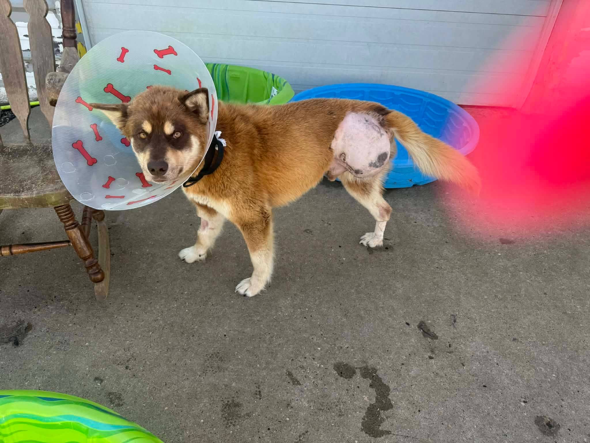 Jimmy - Husky mix available for adoption in Saskatchewan