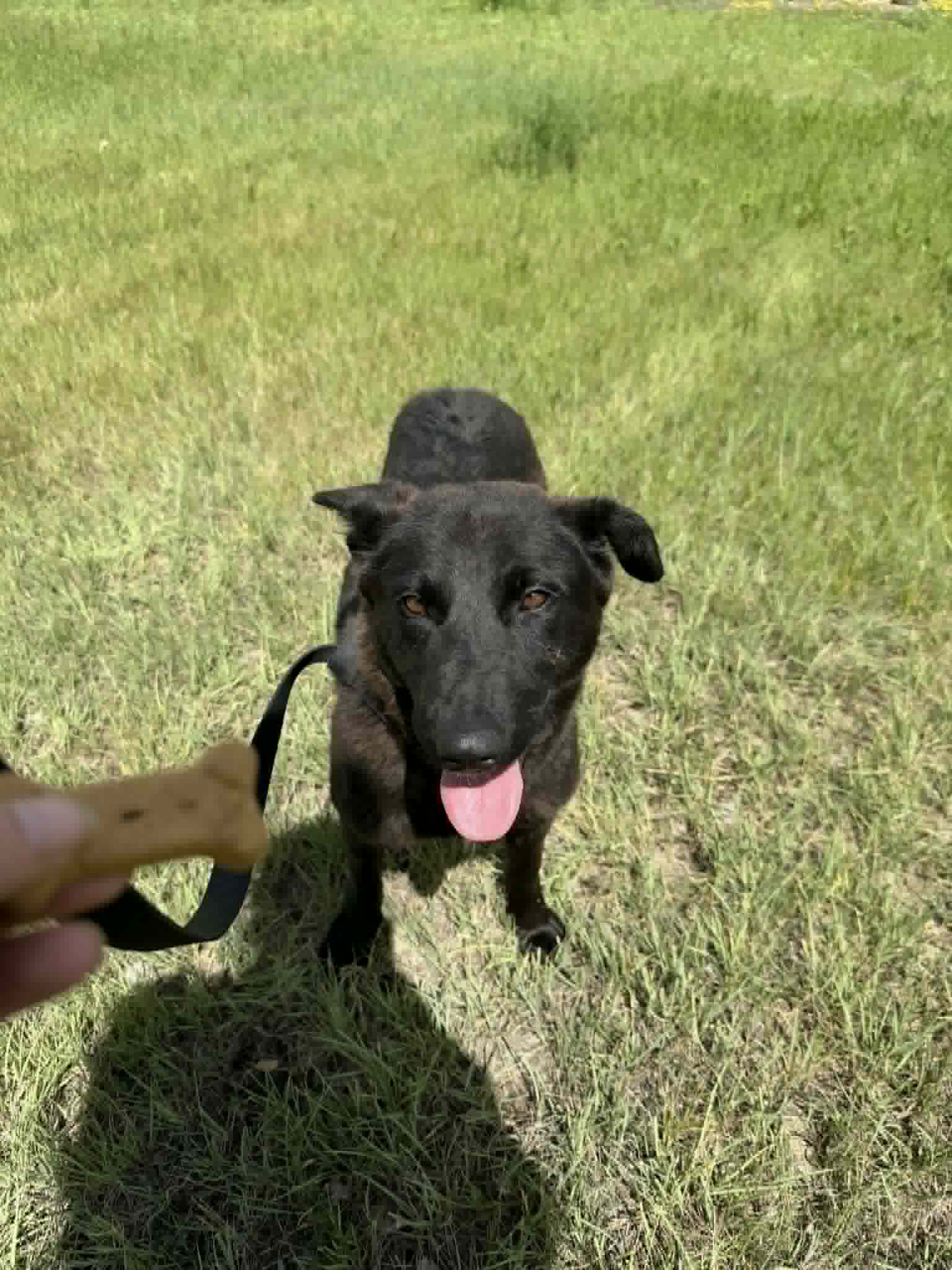 Bridgette - Shepherd mix available for adoption