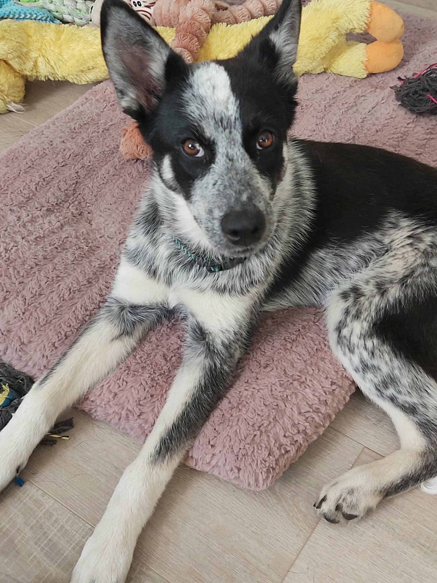 Poppi - Collie/Heeler mix available for adoption in Saskatchewan