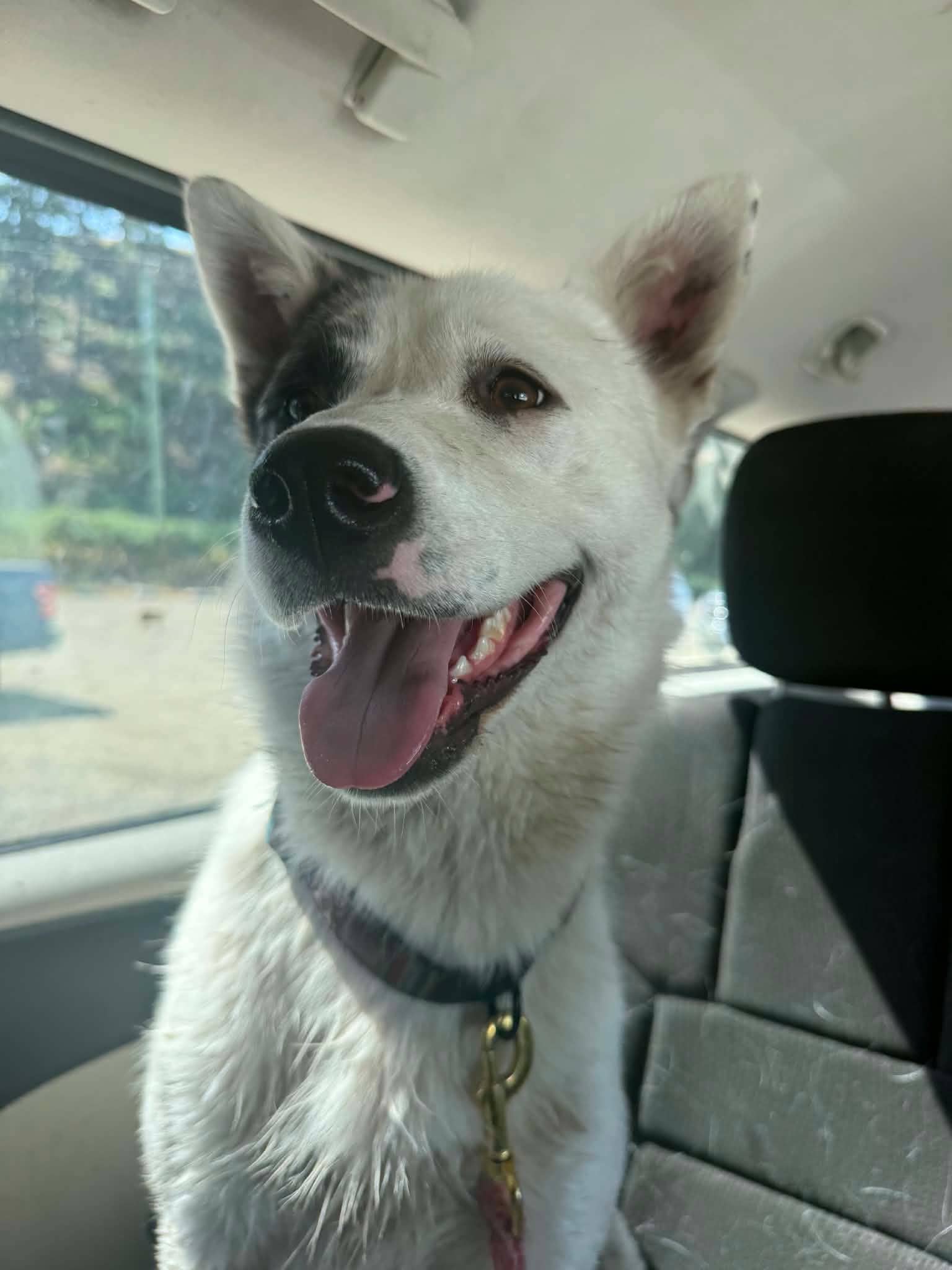 Chips - Shepherd mix available for adoption