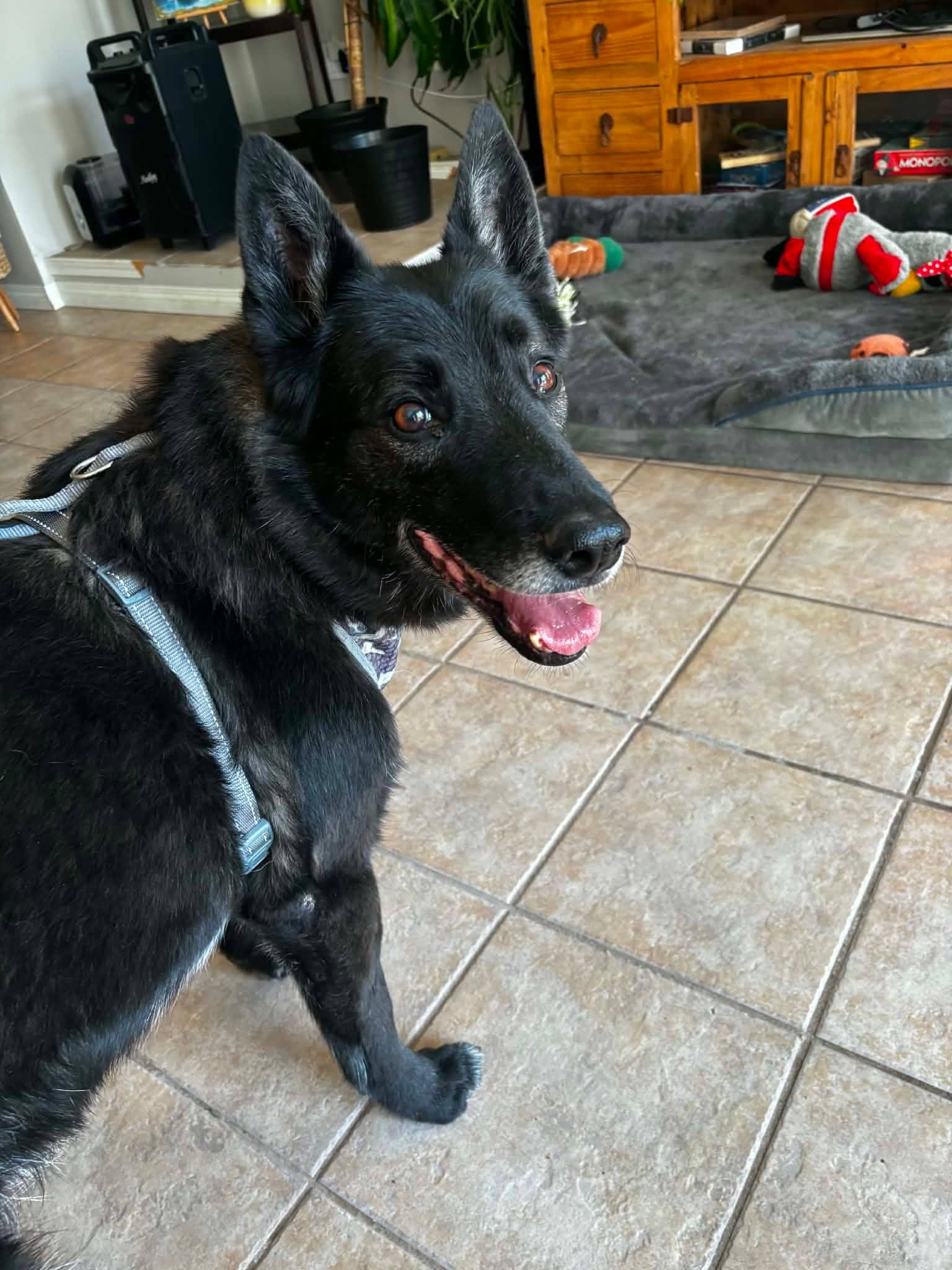 Ernest - German Shepherd available for adoption in Saskatchewan