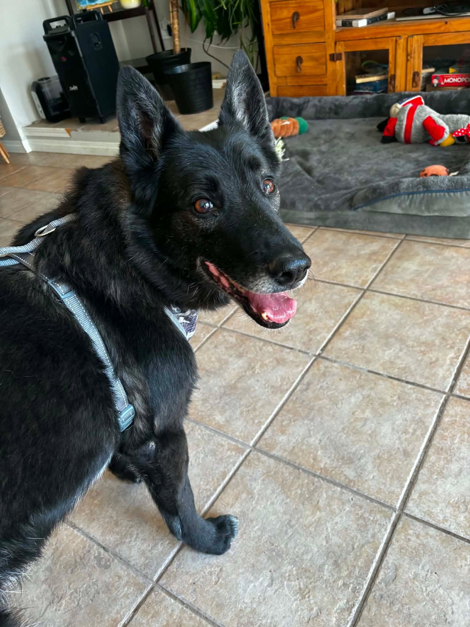 Ernest - German Shepherd available for adoption in Saskatchewan
