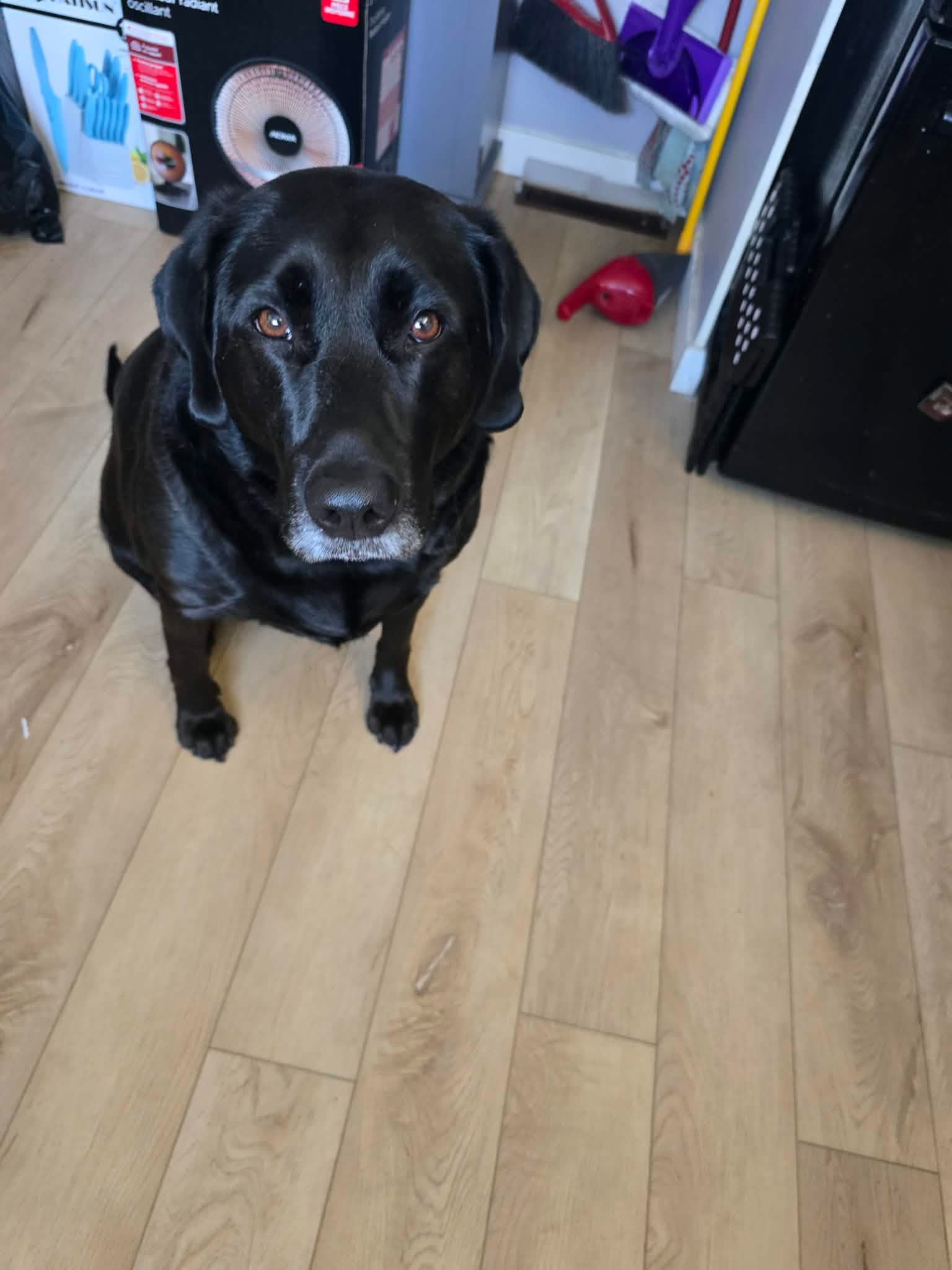 Lily - Lab available for adoption in Saskatchewan