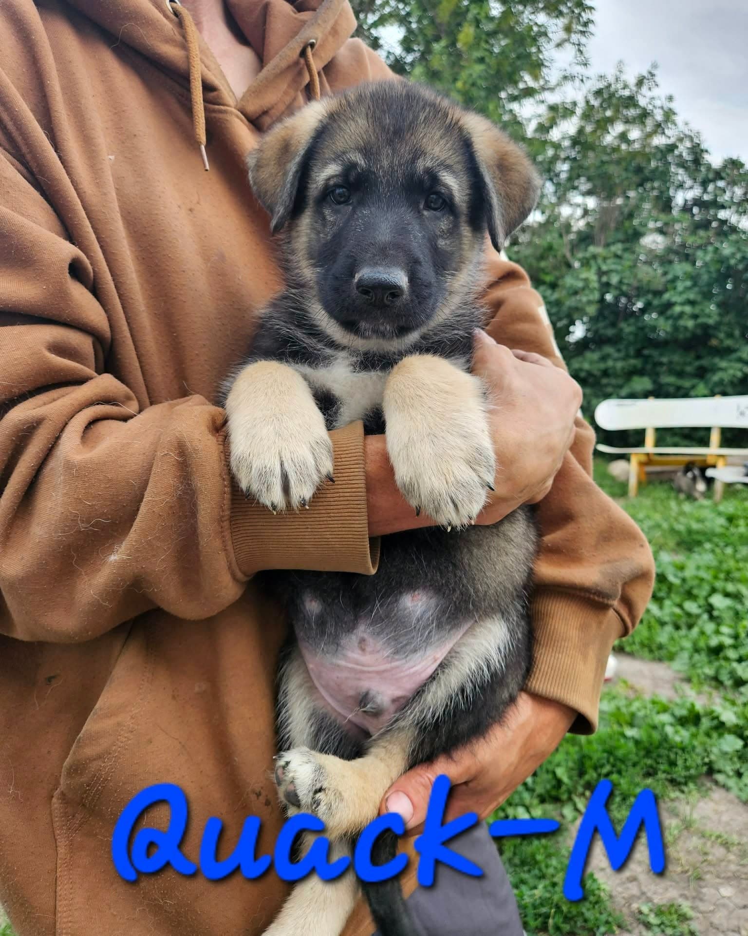 Quack - Shepherd/Husky mix available for adoption at Running Wild Rescue in Regina