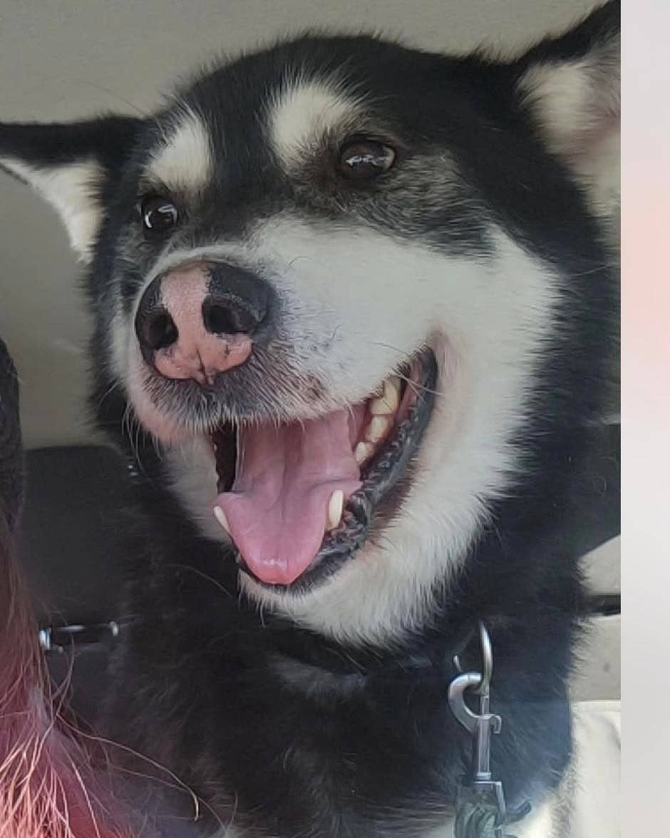 Aspen - Husky mix available for adoption in Saskatchewan