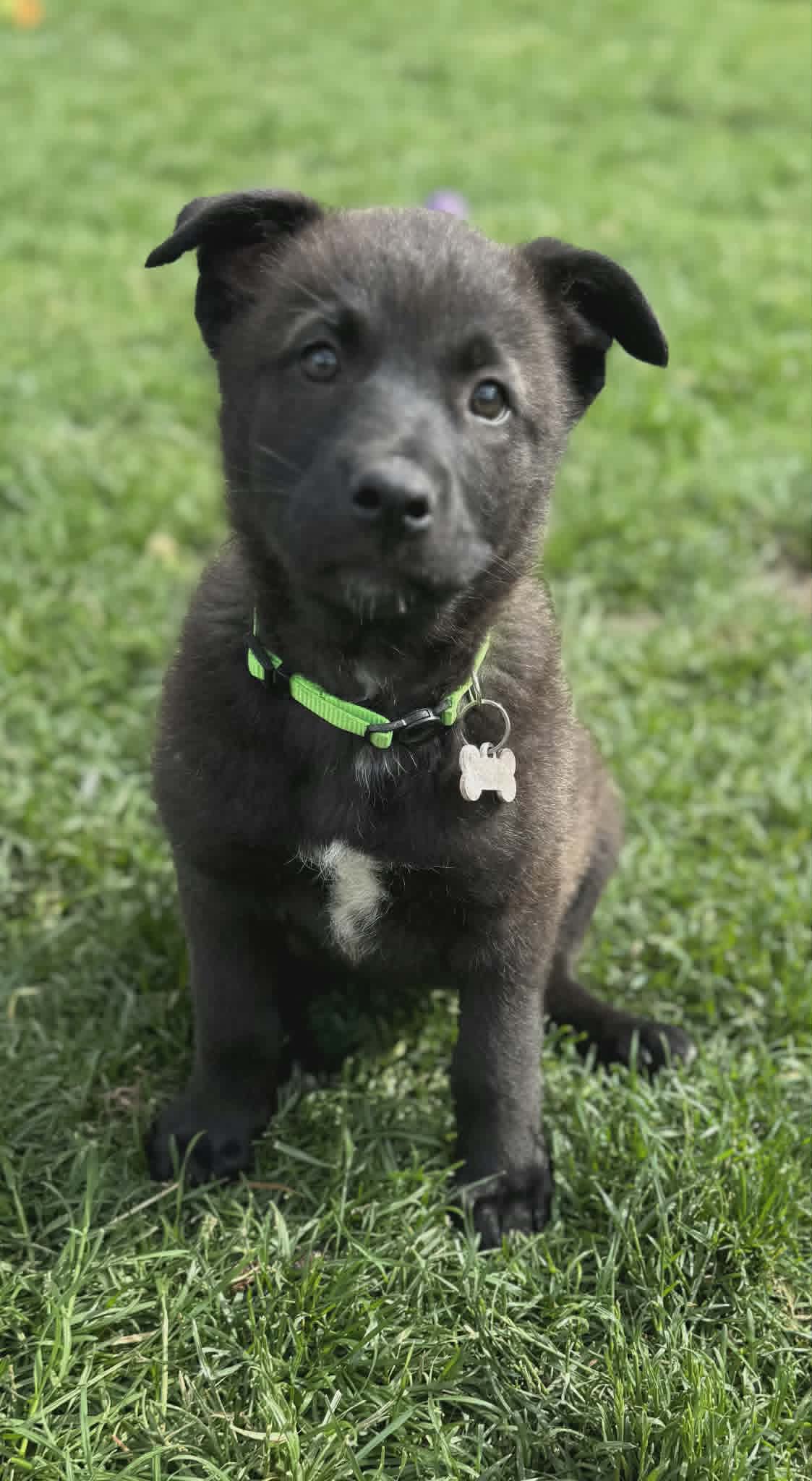 Zoey - Shepherd/husky mix available for adoption