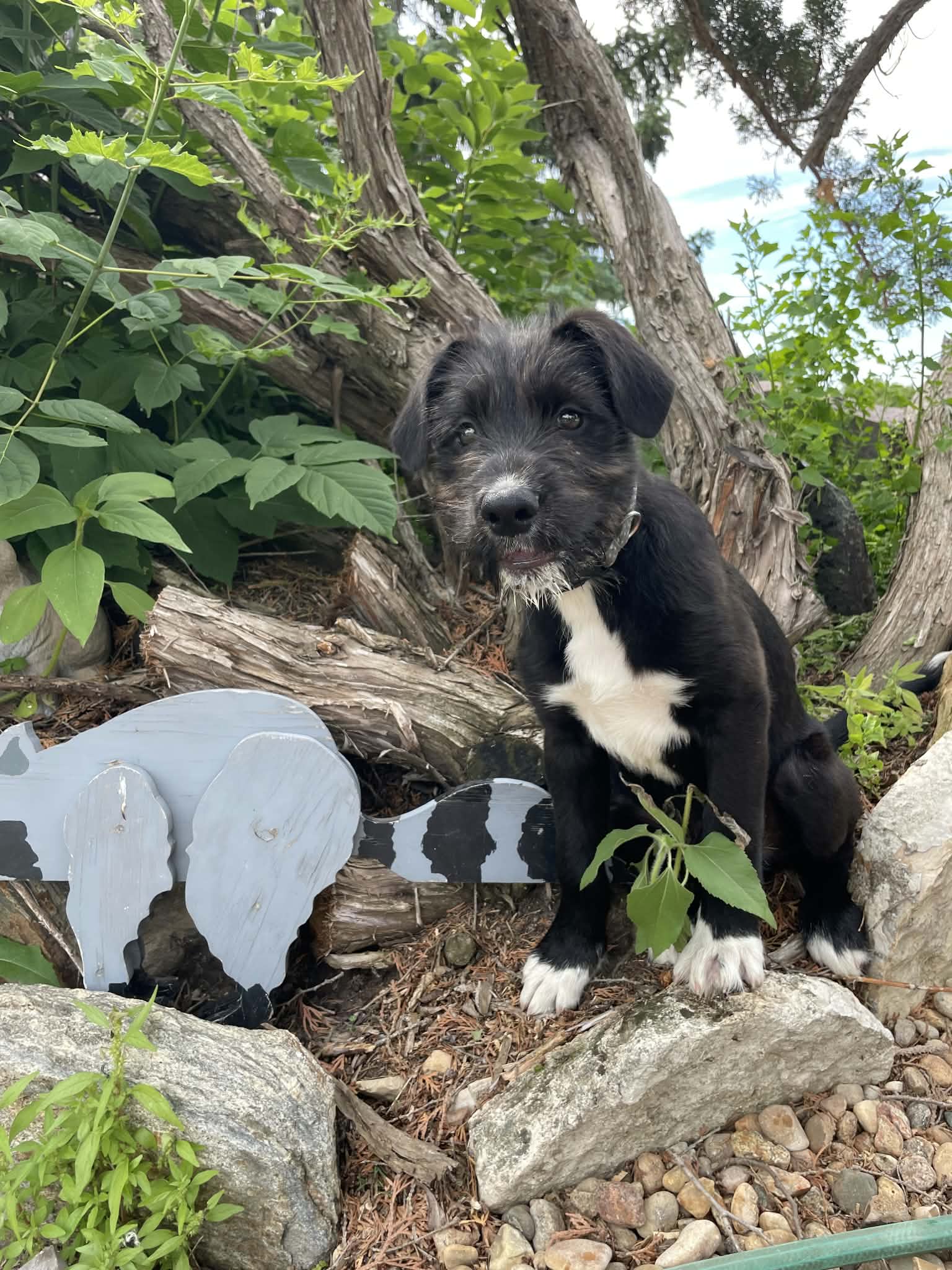 Tuco - Terrier mix available for adoption in Saskatchewan