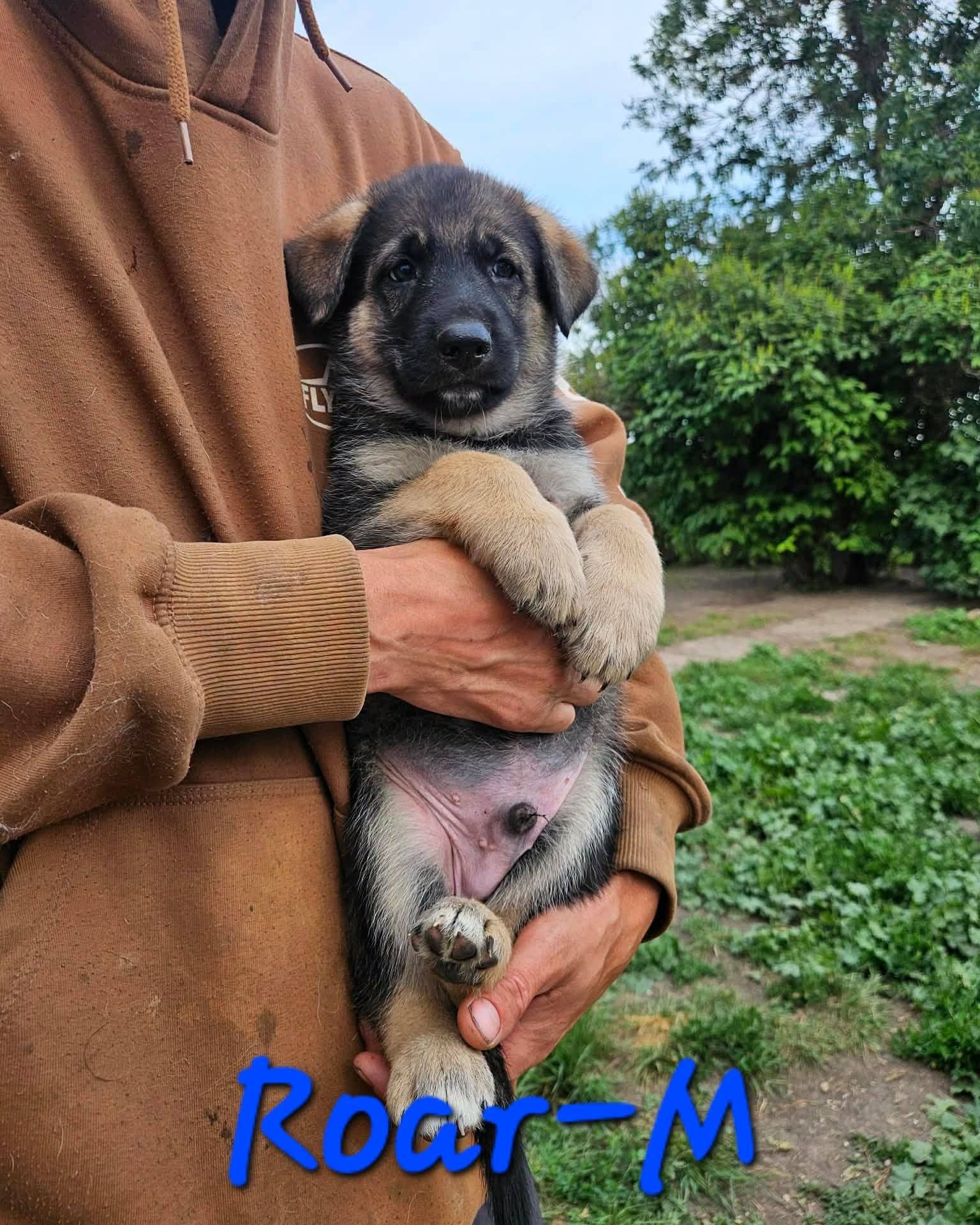 Roar - Shepherd/Husky mix available for adoption at Running Wild Rescue in Regina