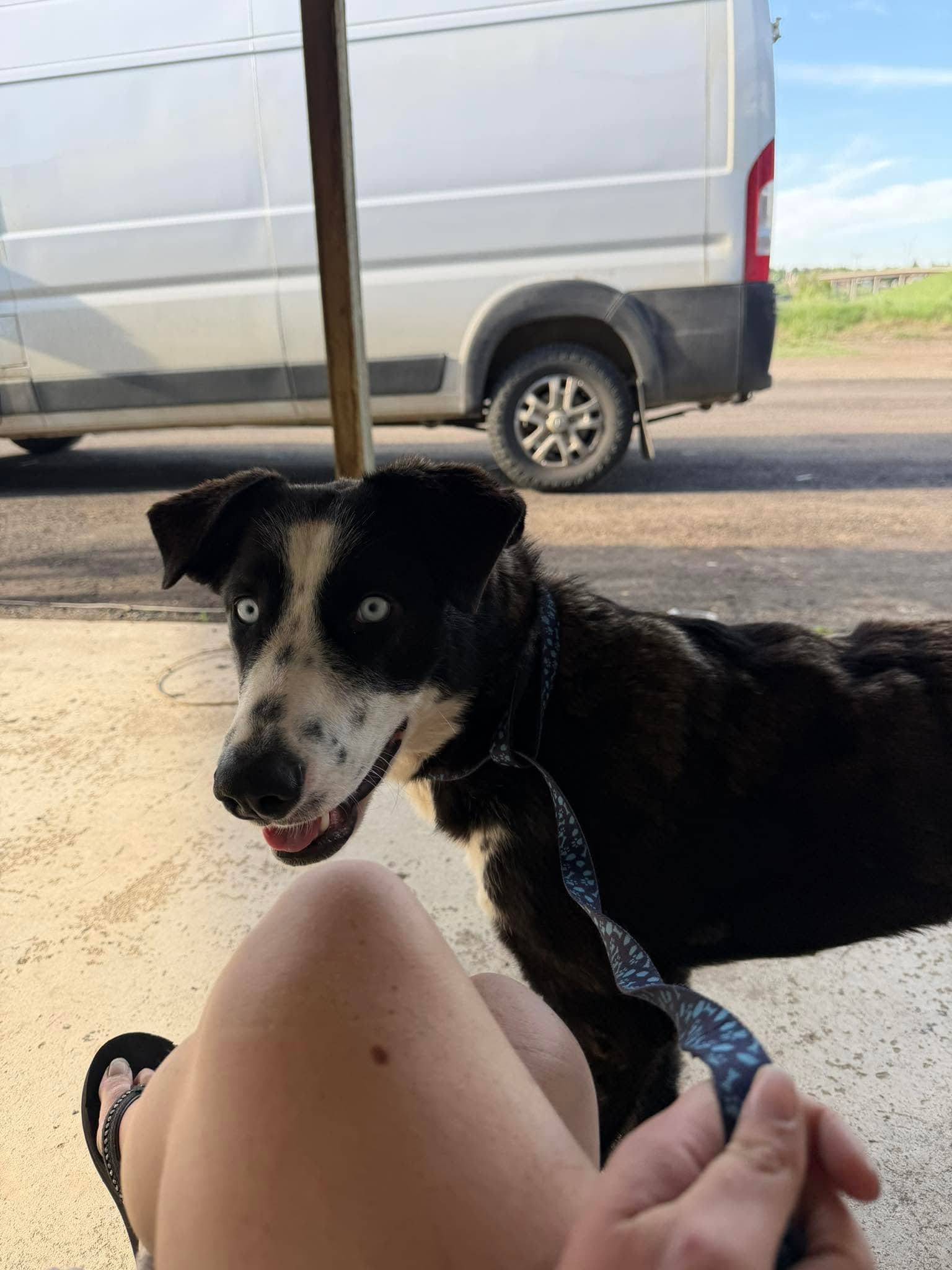 Keeva - Shepherd/Husky/Collie mix available for adoption