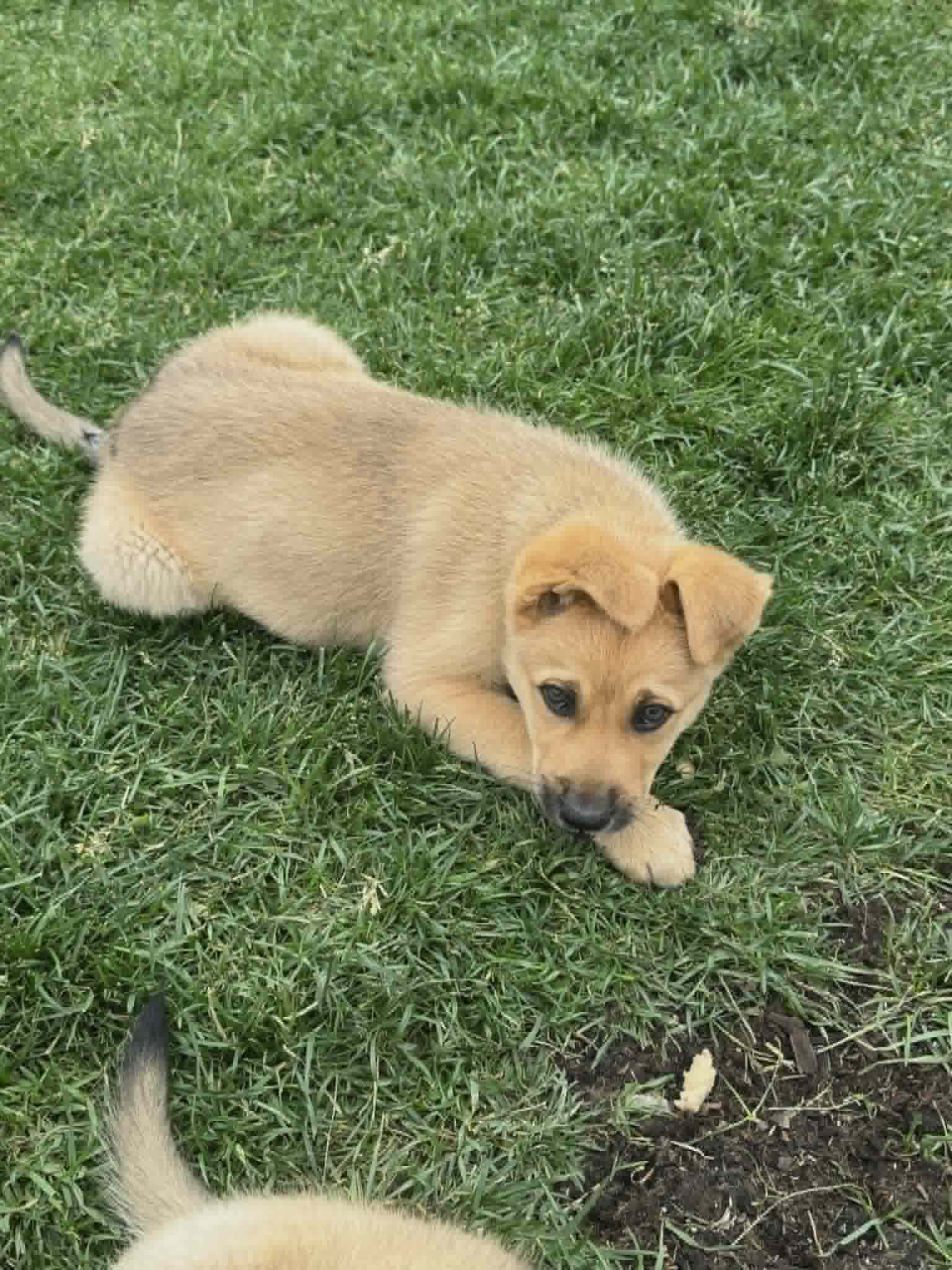 Mocha - Shepherd/Husky mix available for adoption