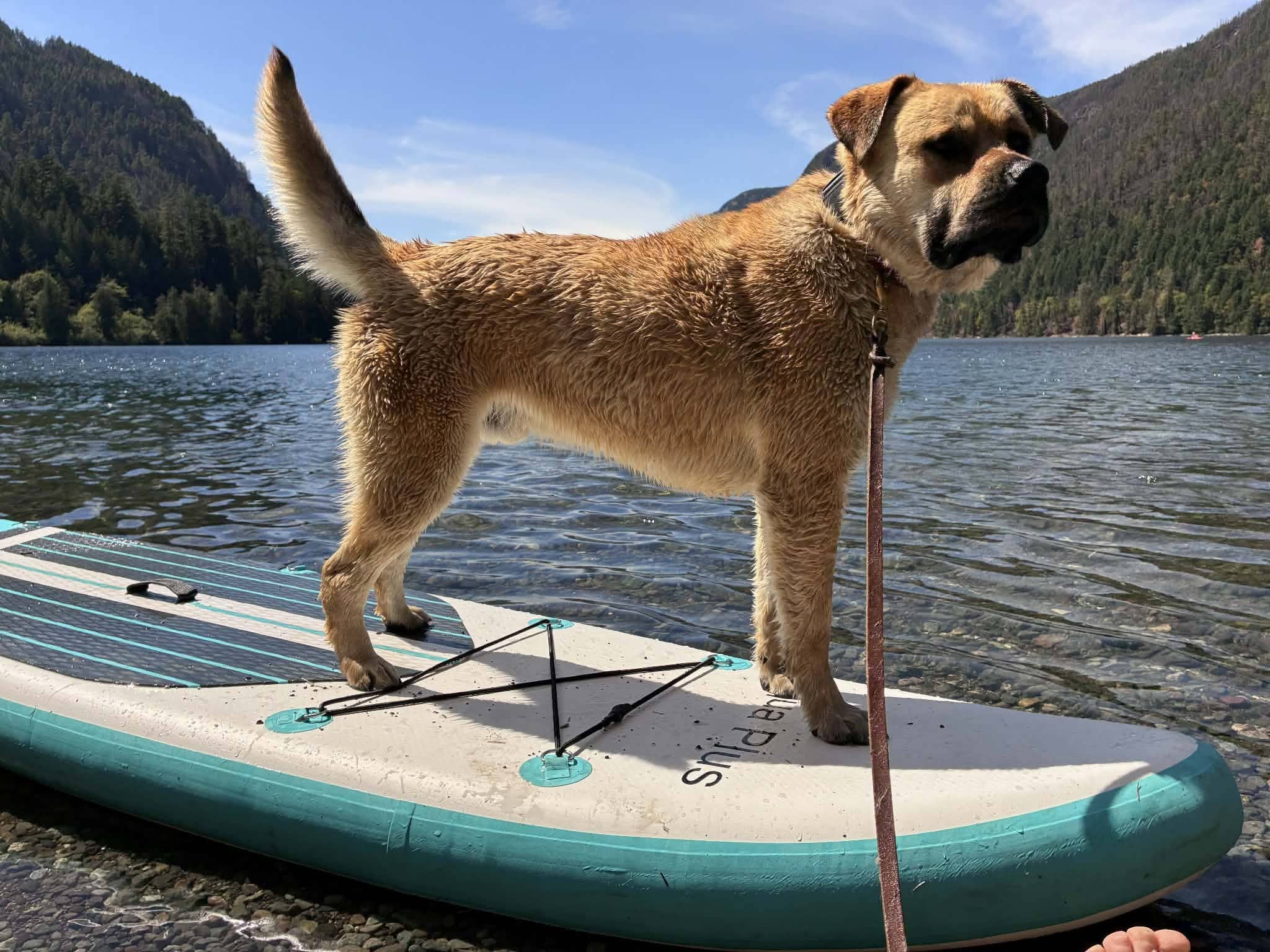 Moose - Lab/Mastiff mix available for adoption in Saskatchewan