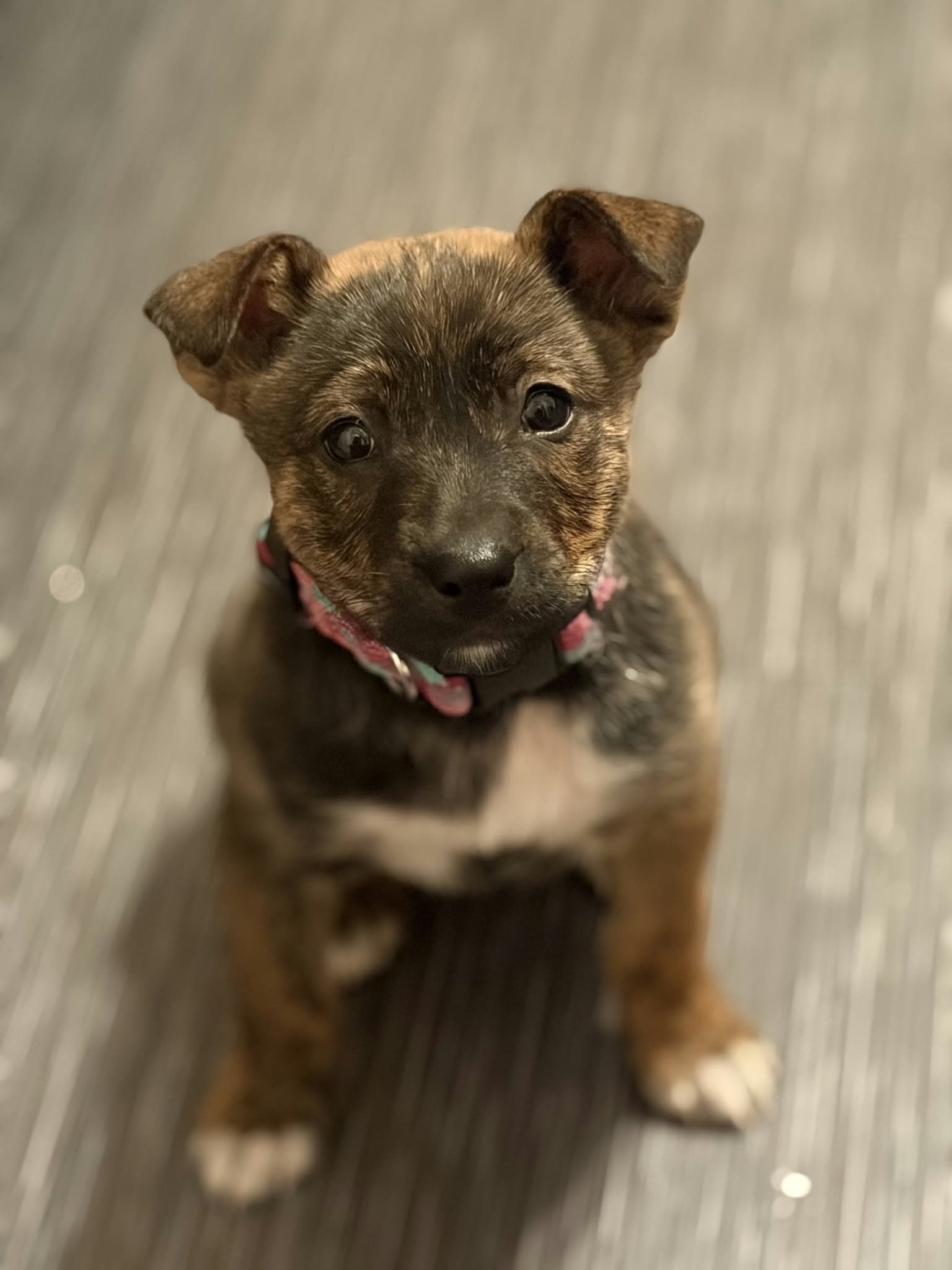 Scrappy
