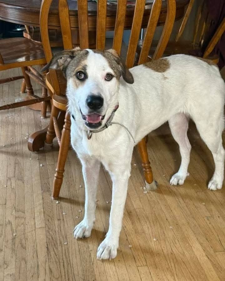 Rosie - Shepherd mix available for adoption