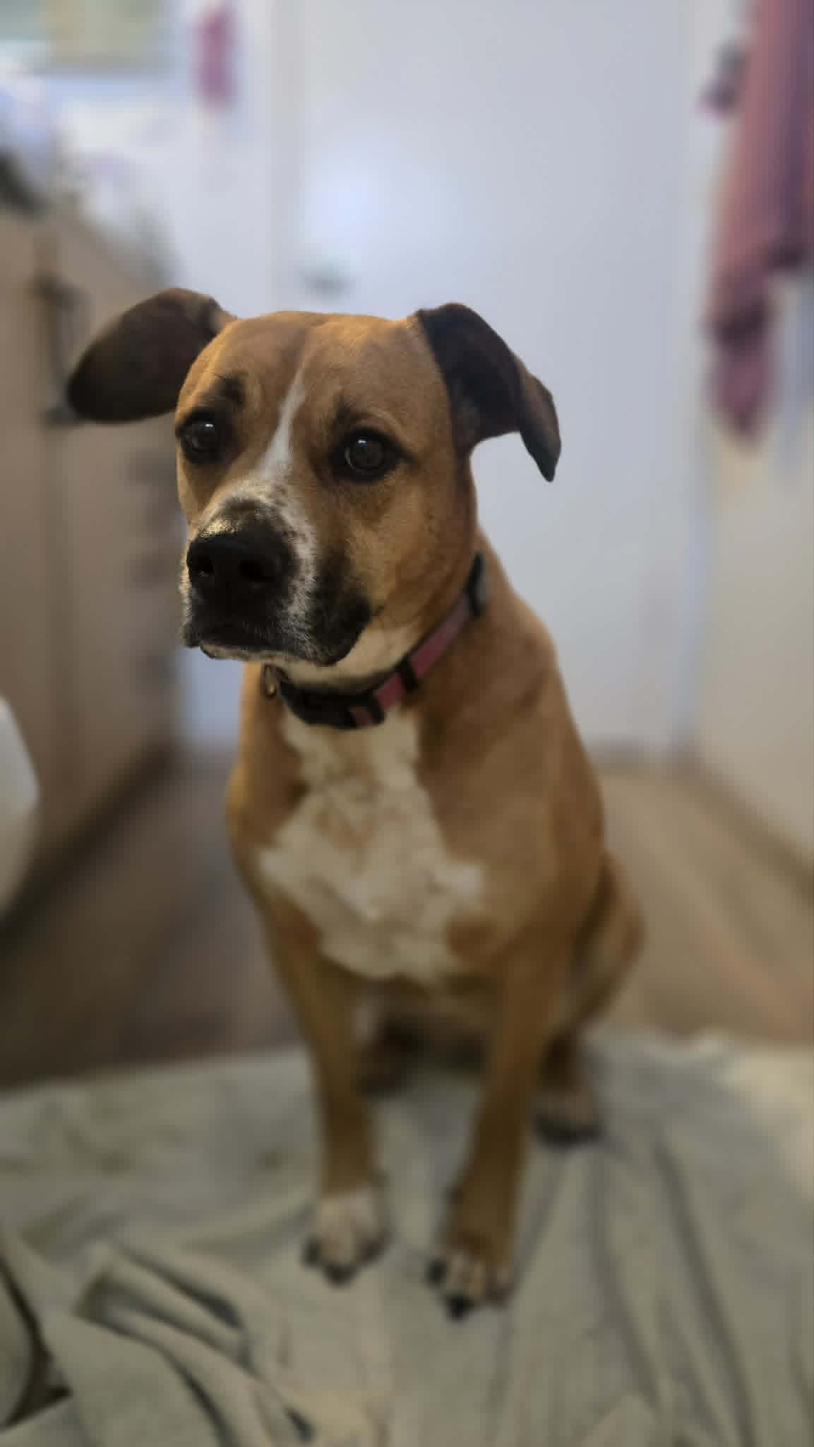 Tia - Pit bull mix available for adoption in Saskatchewan