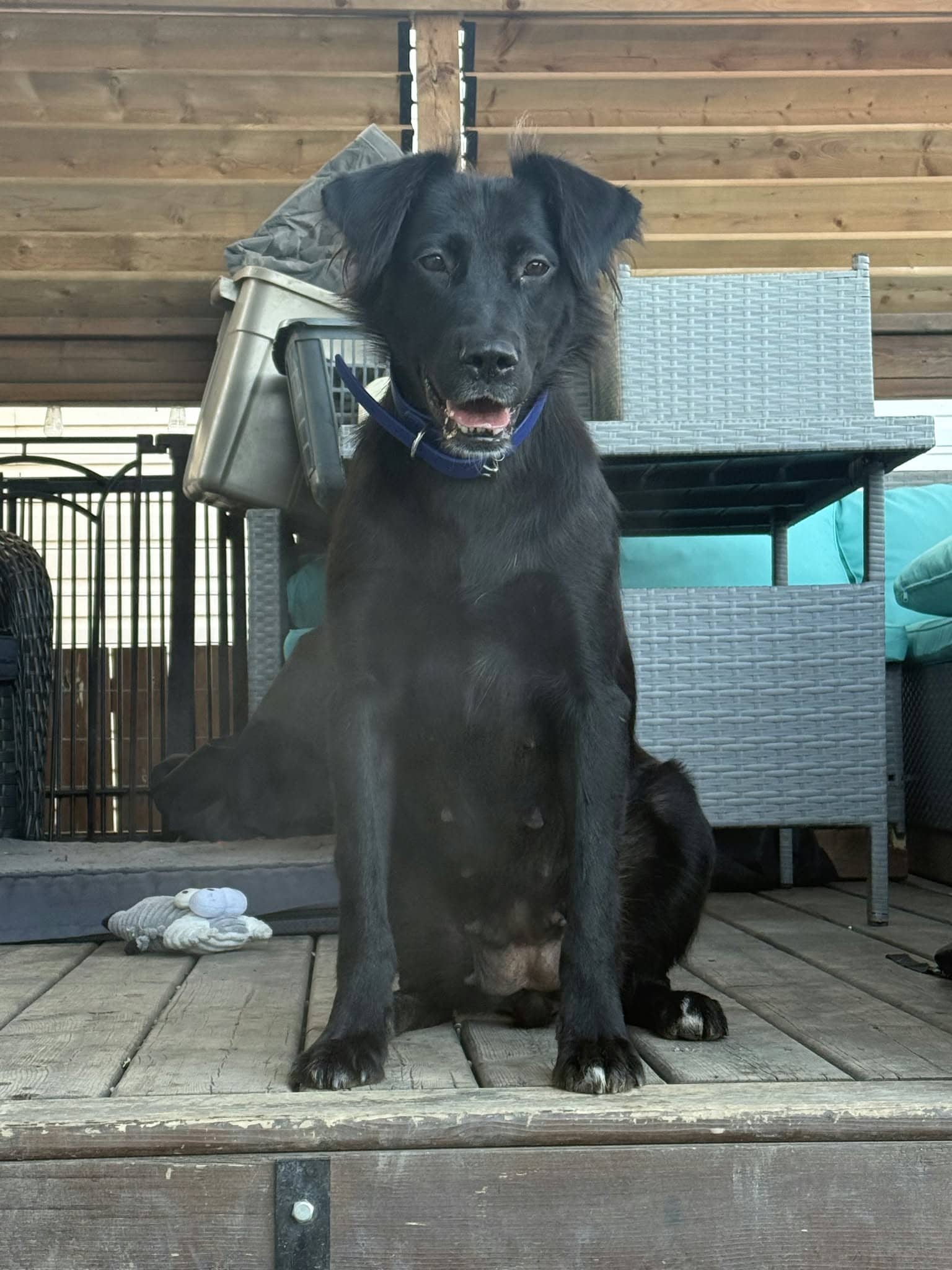 Roxy - Collie/Labmix available for adoption in Saskatchewan