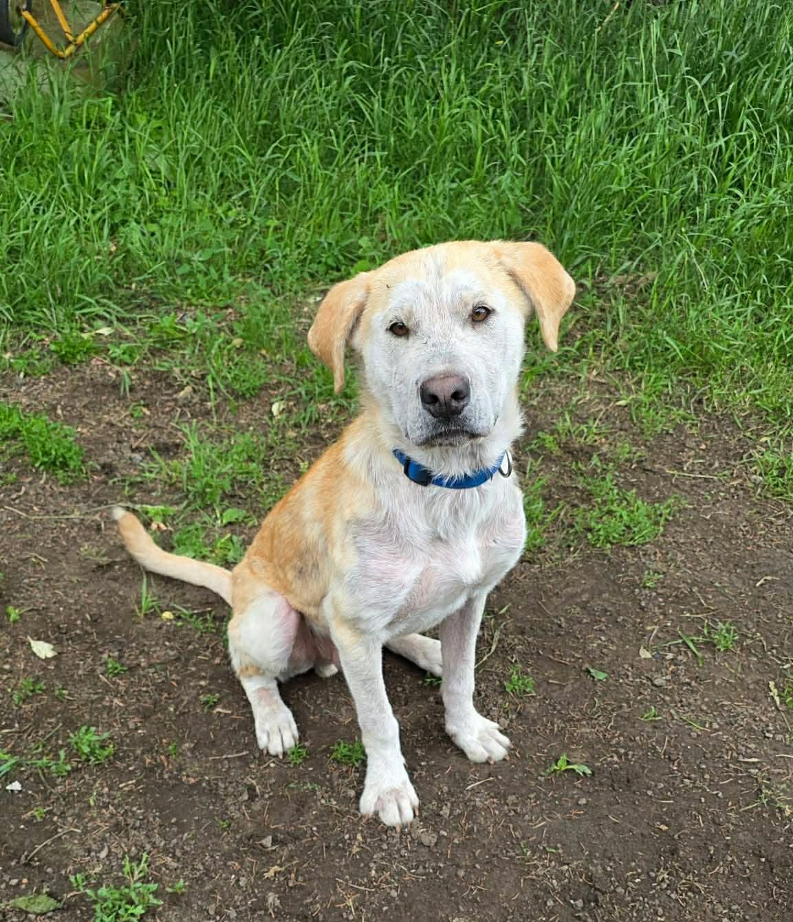 Casper - Lab/Great Pyrenees available for adoption